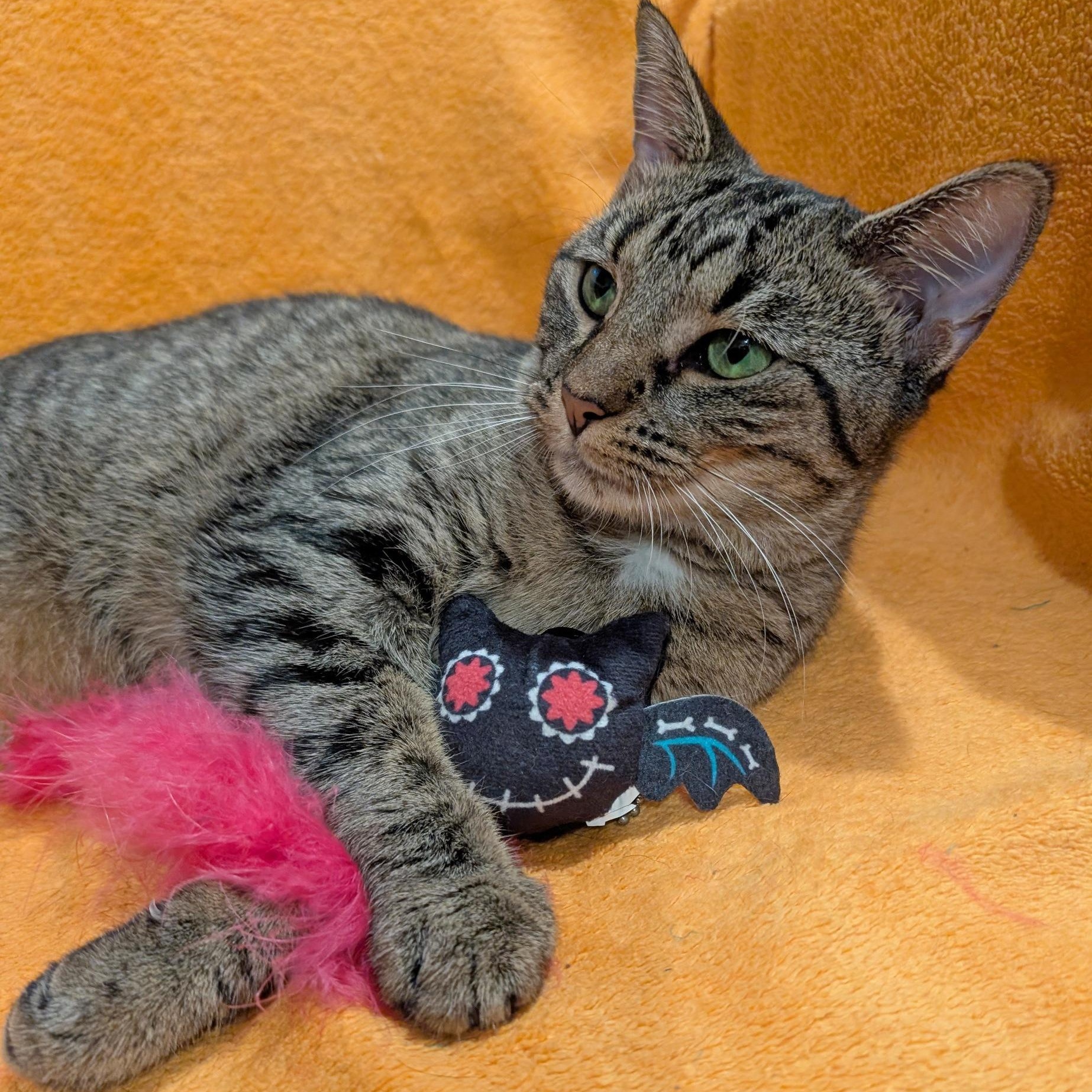 Raine, a Adoptable Domestic Short Hair in Fairview Heights, IL image 5/5