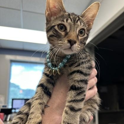 Jasper, adopted, Young Male Domestic Short Hair.