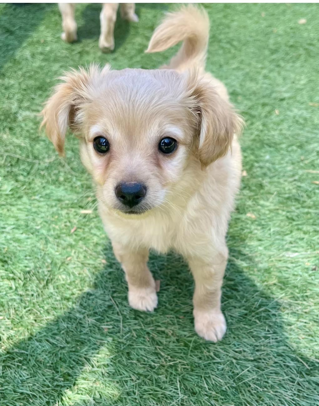 Enlarge King Julian, a ADOPTABLE mixed breed in El Cajon, CA image 1/1
