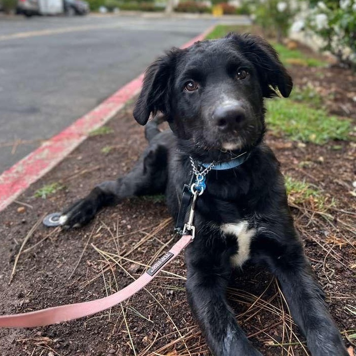 Enlarge Tux, a ADOPTABLE mixed breed in Westlake Village, CA image 1/5