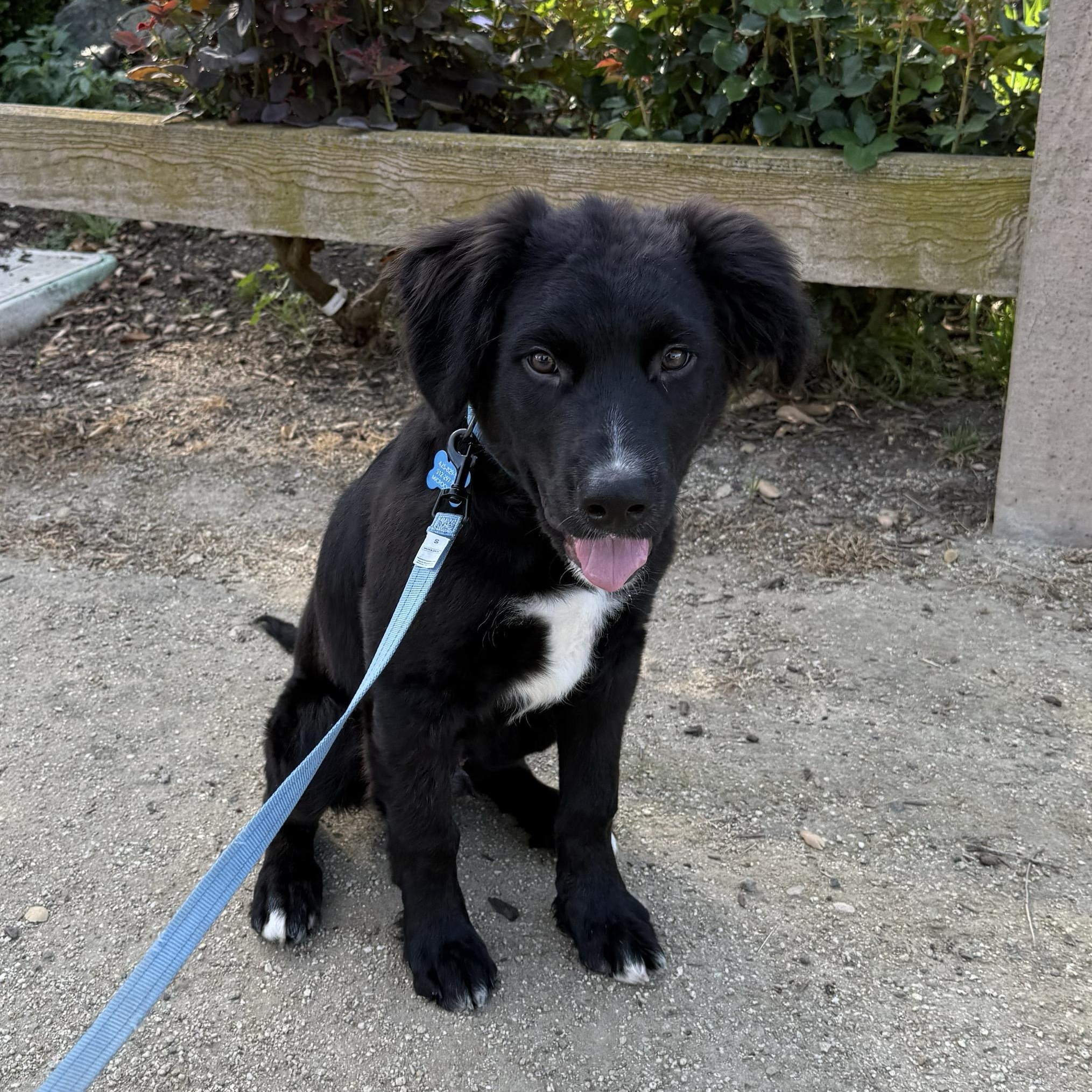 Enlarge Tux, a ADOPTABLE mixed breed in Westlake Village, CA image 4/5