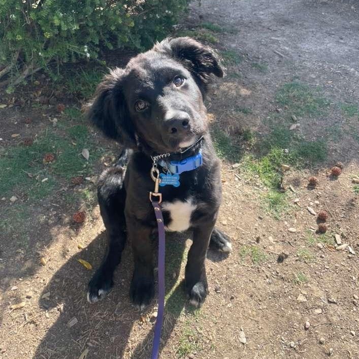 Enlarge Tux, a ADOPTABLE mixed breed in Westlake Village, CA image 3/5