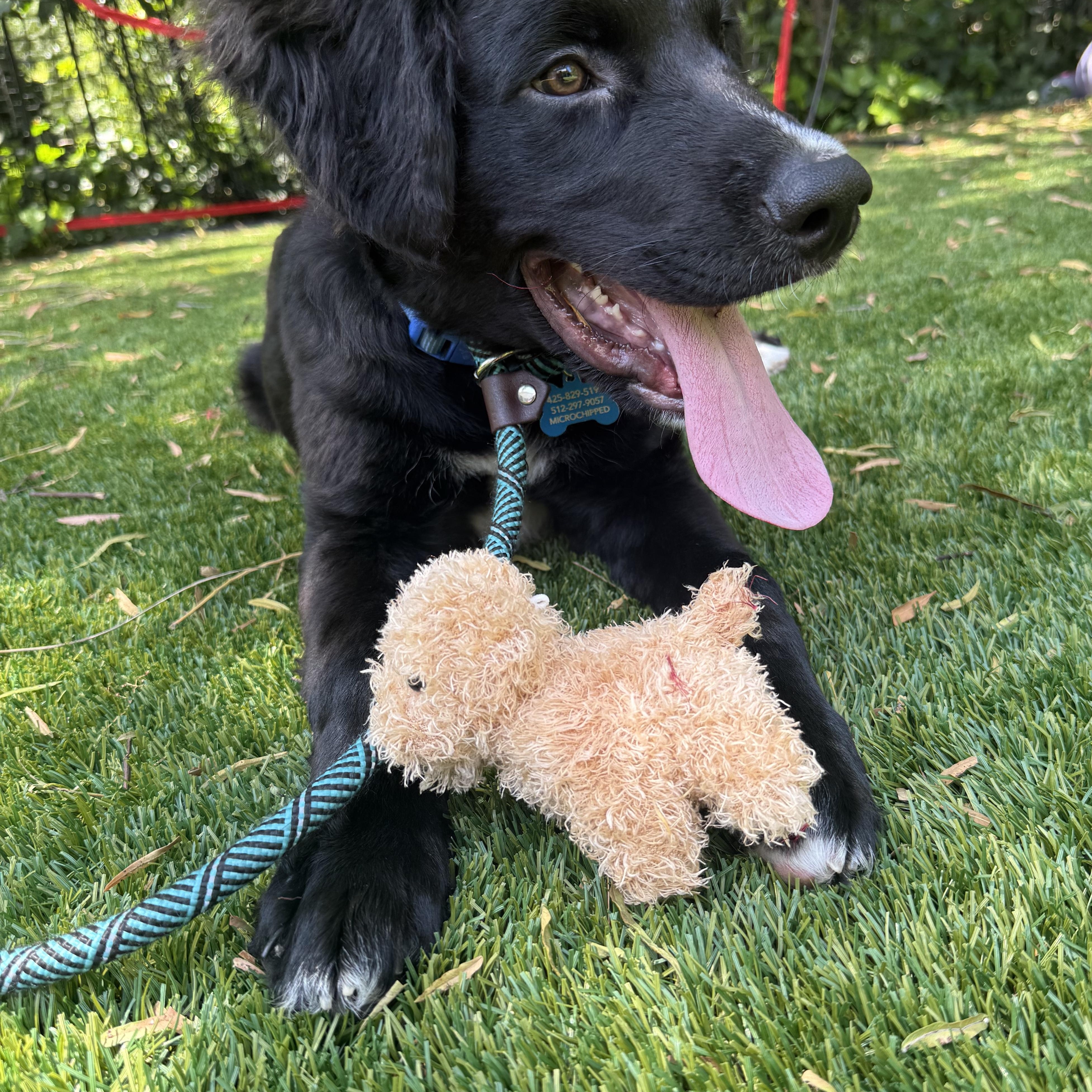 Enlarge Tux, a ADOPTABLE mixed breed in Westlake Village, CA image 5/5
