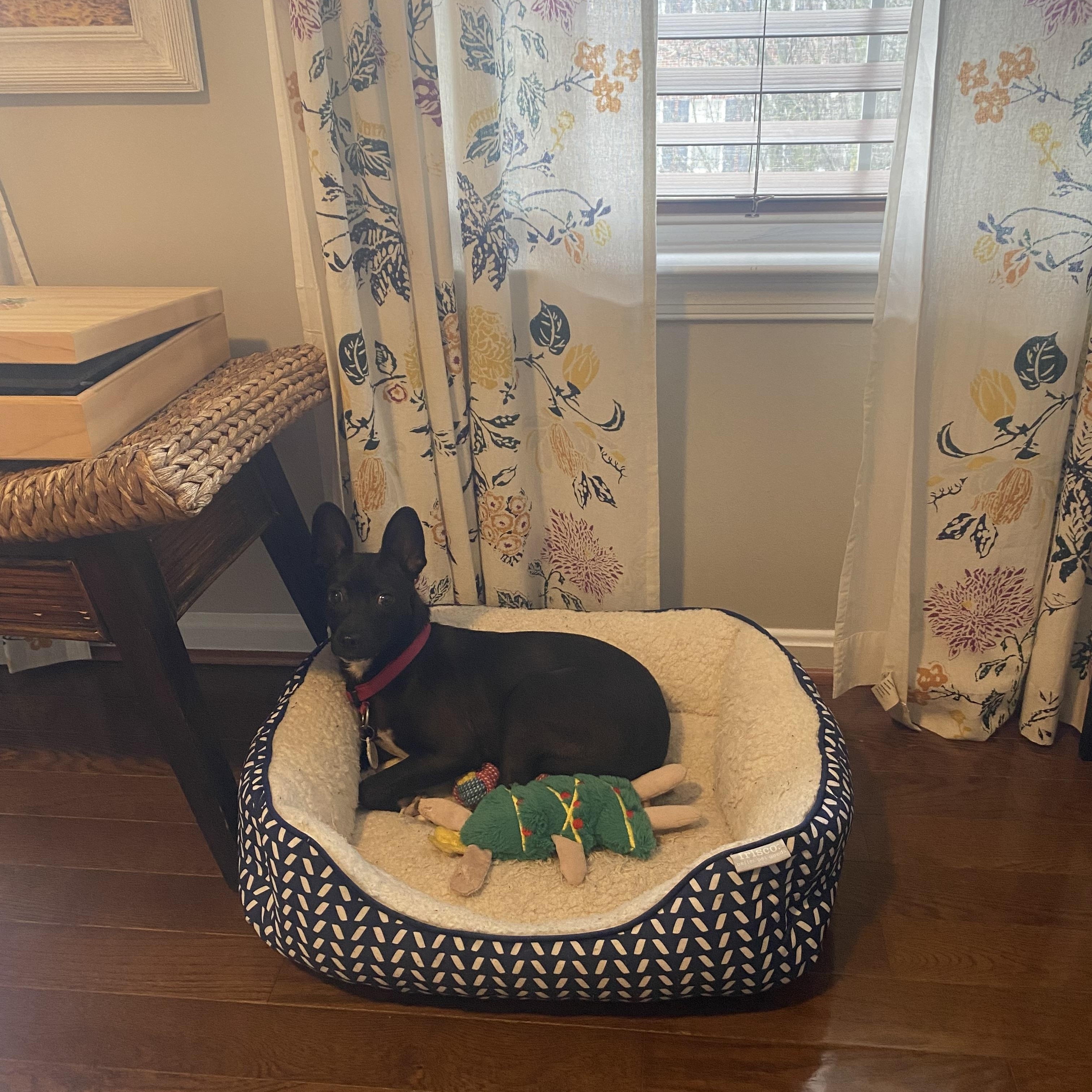 Enlarge Dahlia, a Adoptable mixed breed in Richmond , VA image 3/6