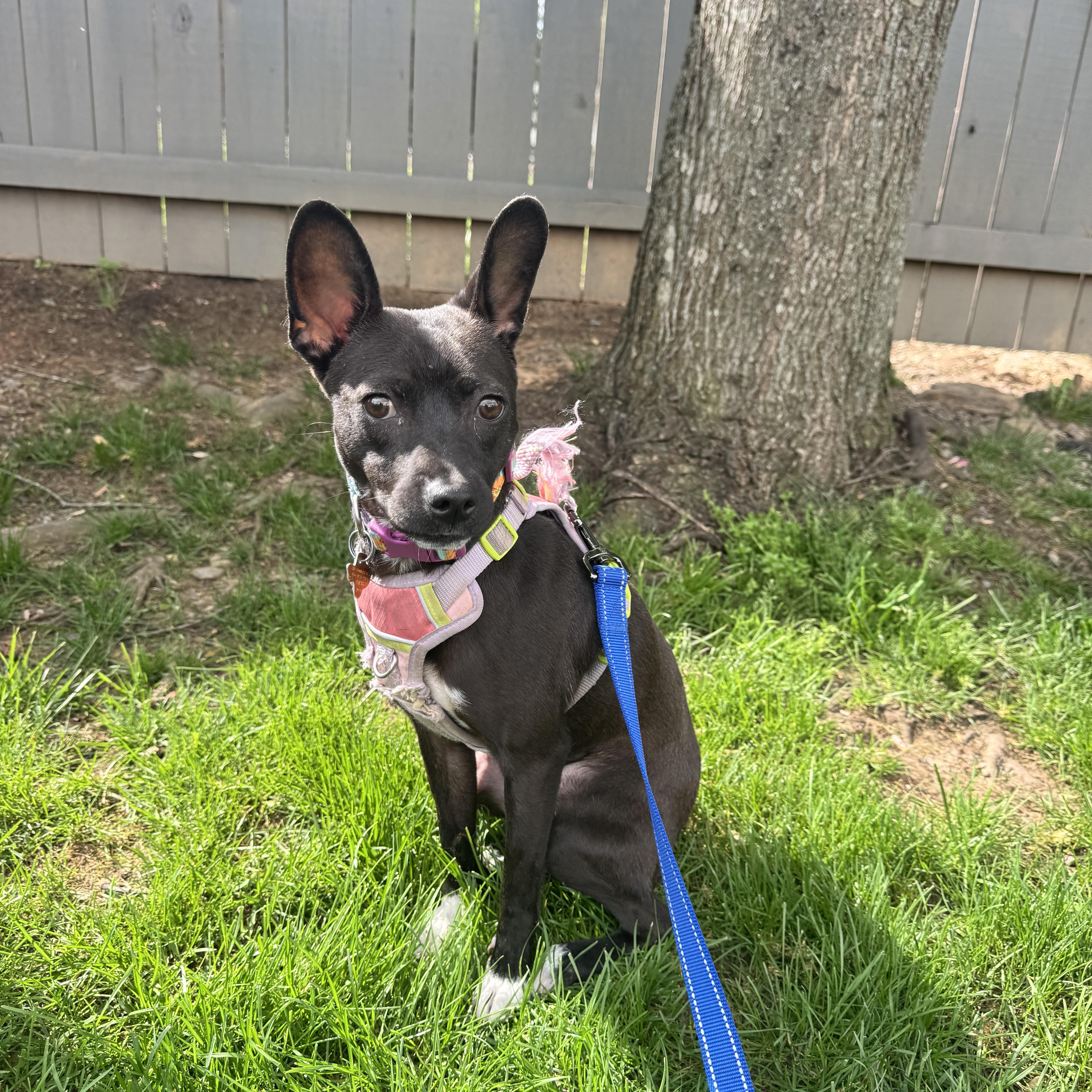 Enlarge Dahlia, a Adoptable mixed breed in Richmond , VA image 5/6