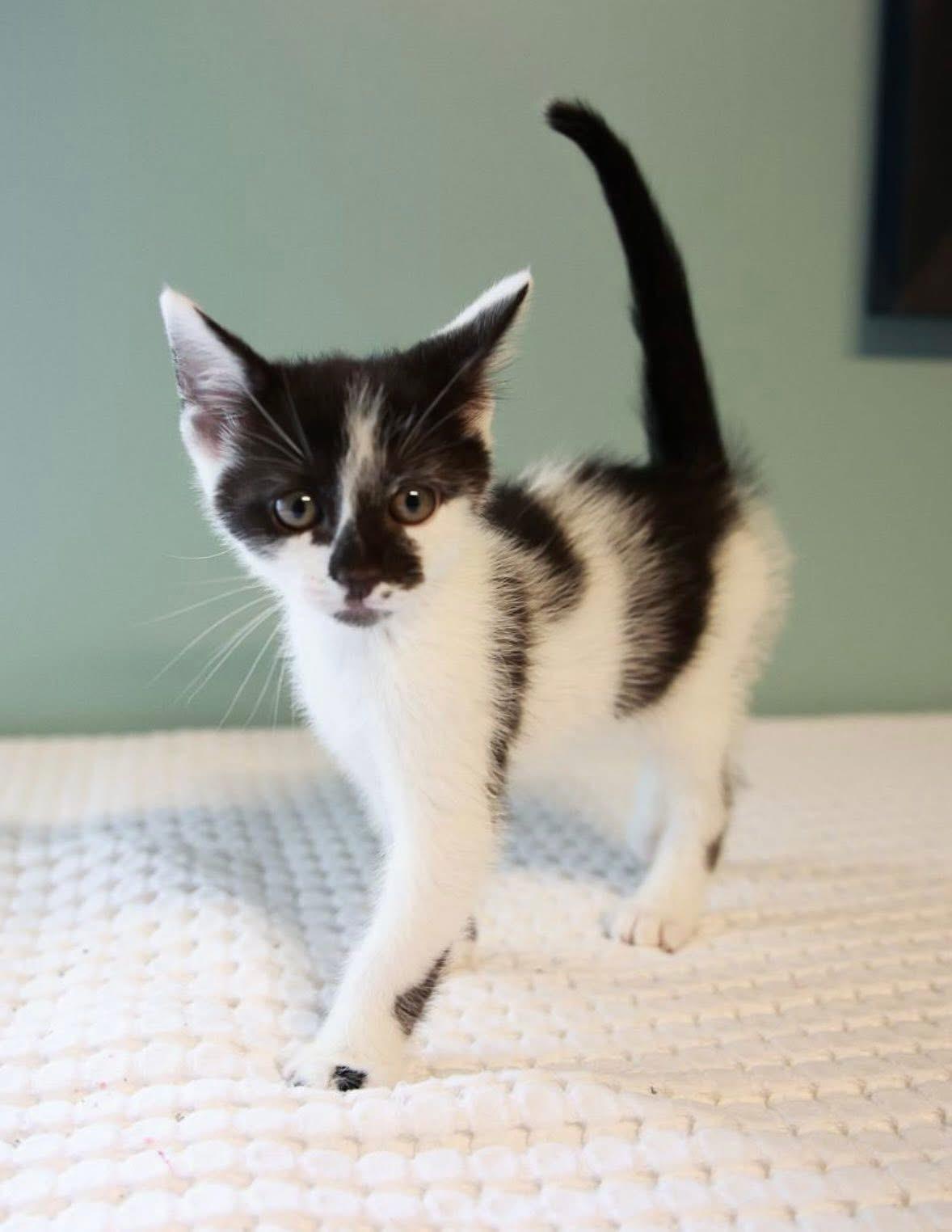 Enlarge Chester, a ADOPTABLE Domestic Short Hair in Loogootee, IN image 1/1