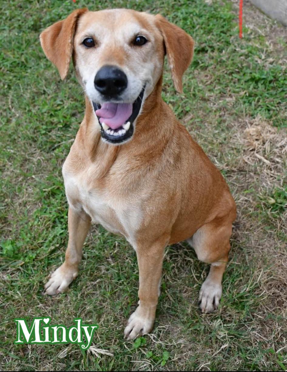 Mindy, Adoptable, Senior Female Labrador Retriever & Hound.