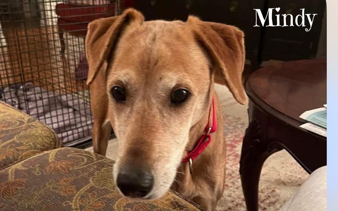 Enlarge Mindy, a Adoptable mixed breed in Elburn, IL image 3/6