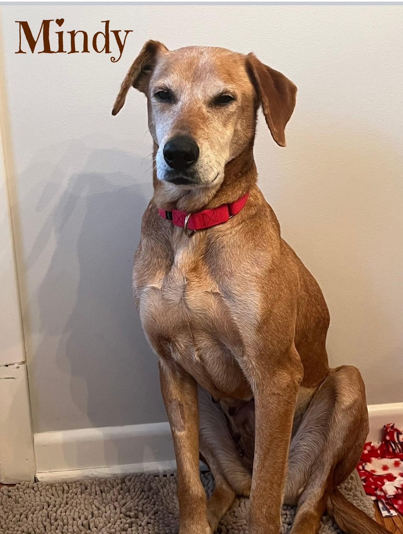 Enlarge Mindy, a Adoptable mixed breed in Elburn, IL image 4/6