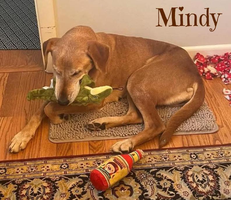 Enlarge Mindy, a Adoptable mixed breed in Elburn, IL image 5/6
