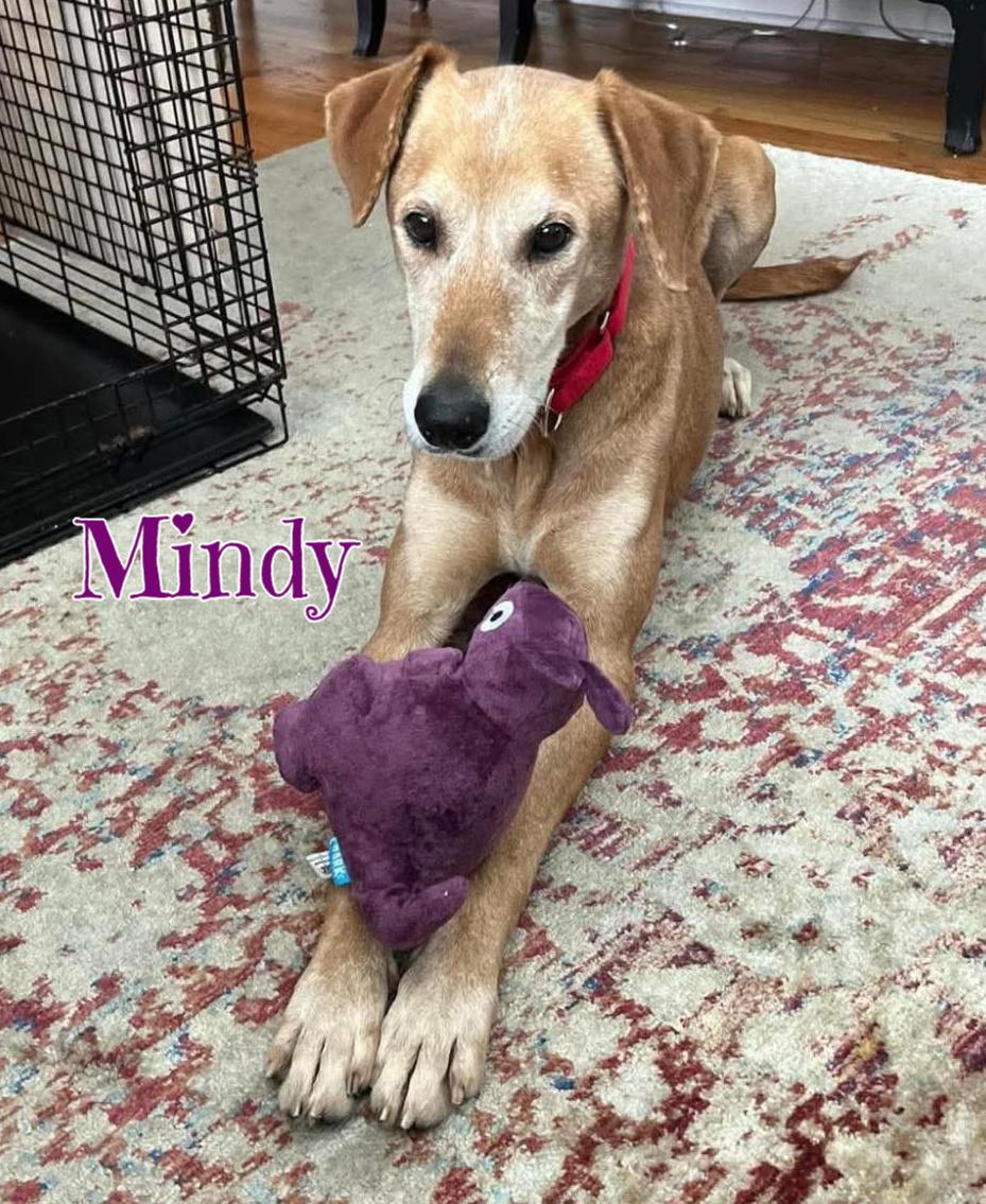 Enlarge Mindy, a Adoptable mixed breed in Elburn, IL image 6/6