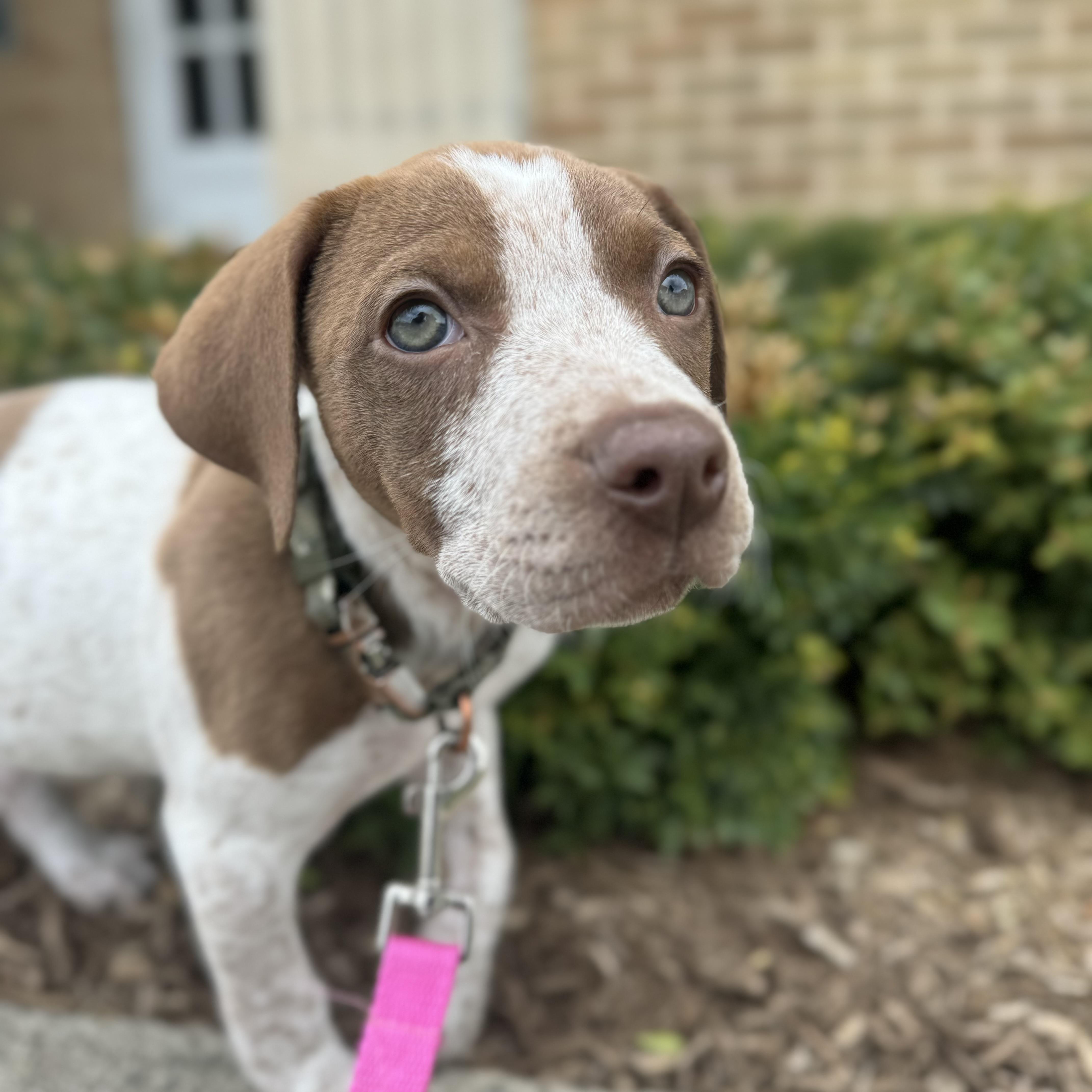 Enlarge Etta, a ADOPTABLE mixed breed in China Township, MI image 4/6