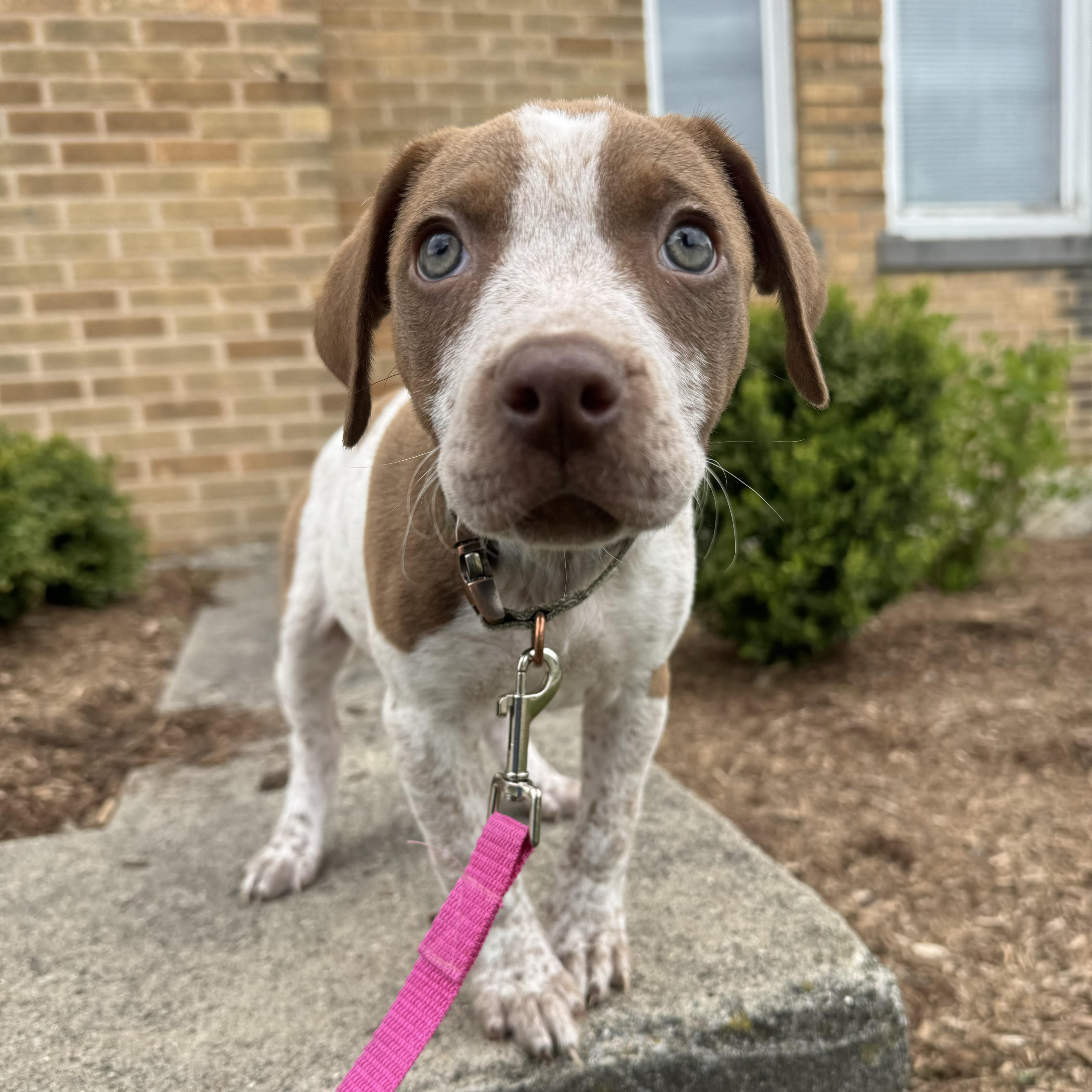 Etta, ADOPTABLE, Puppy Female Australian Cattle Dog / Blue Heeler.