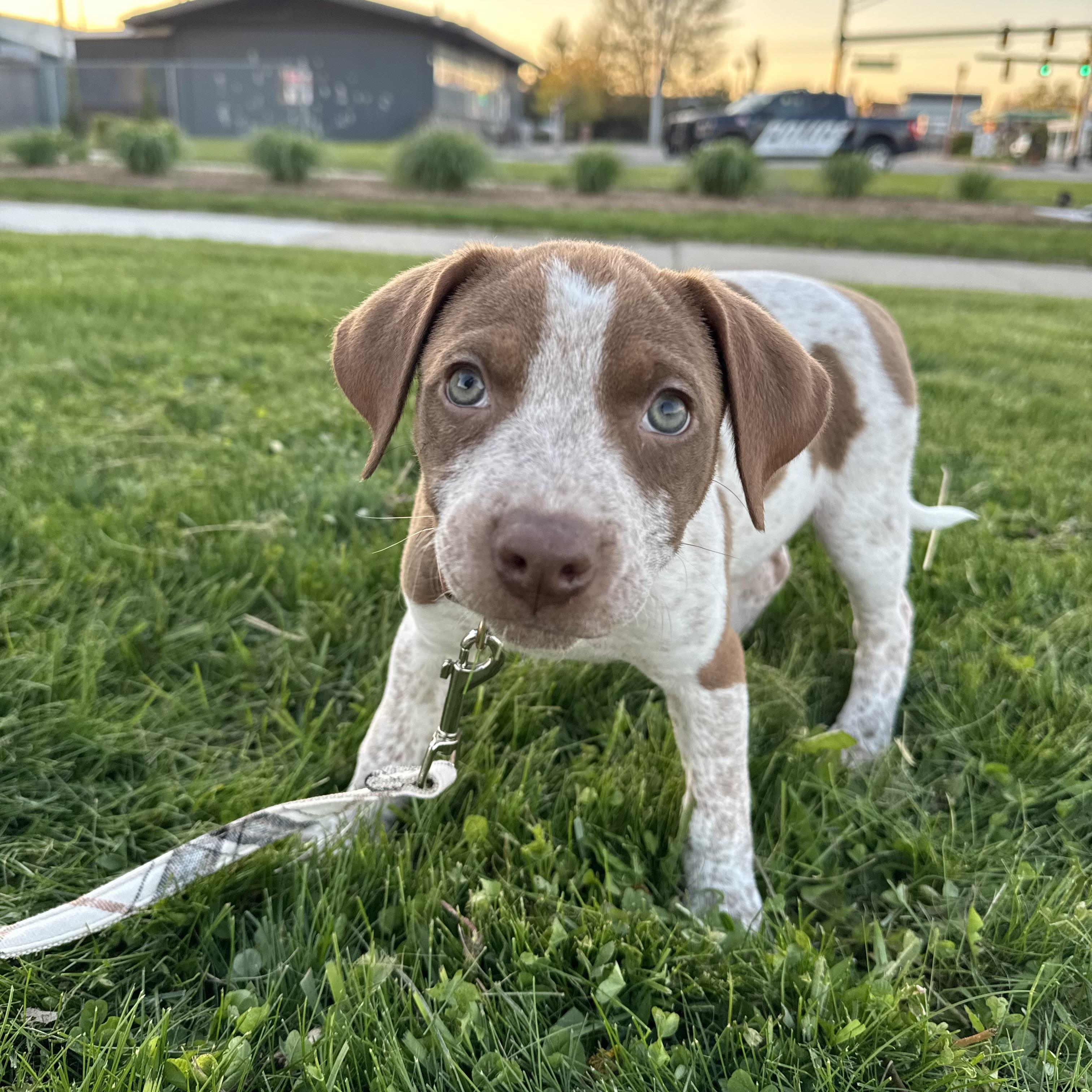 Enlarge Etta, a ADOPTABLE mixed breed in China Township, MI image 3/6