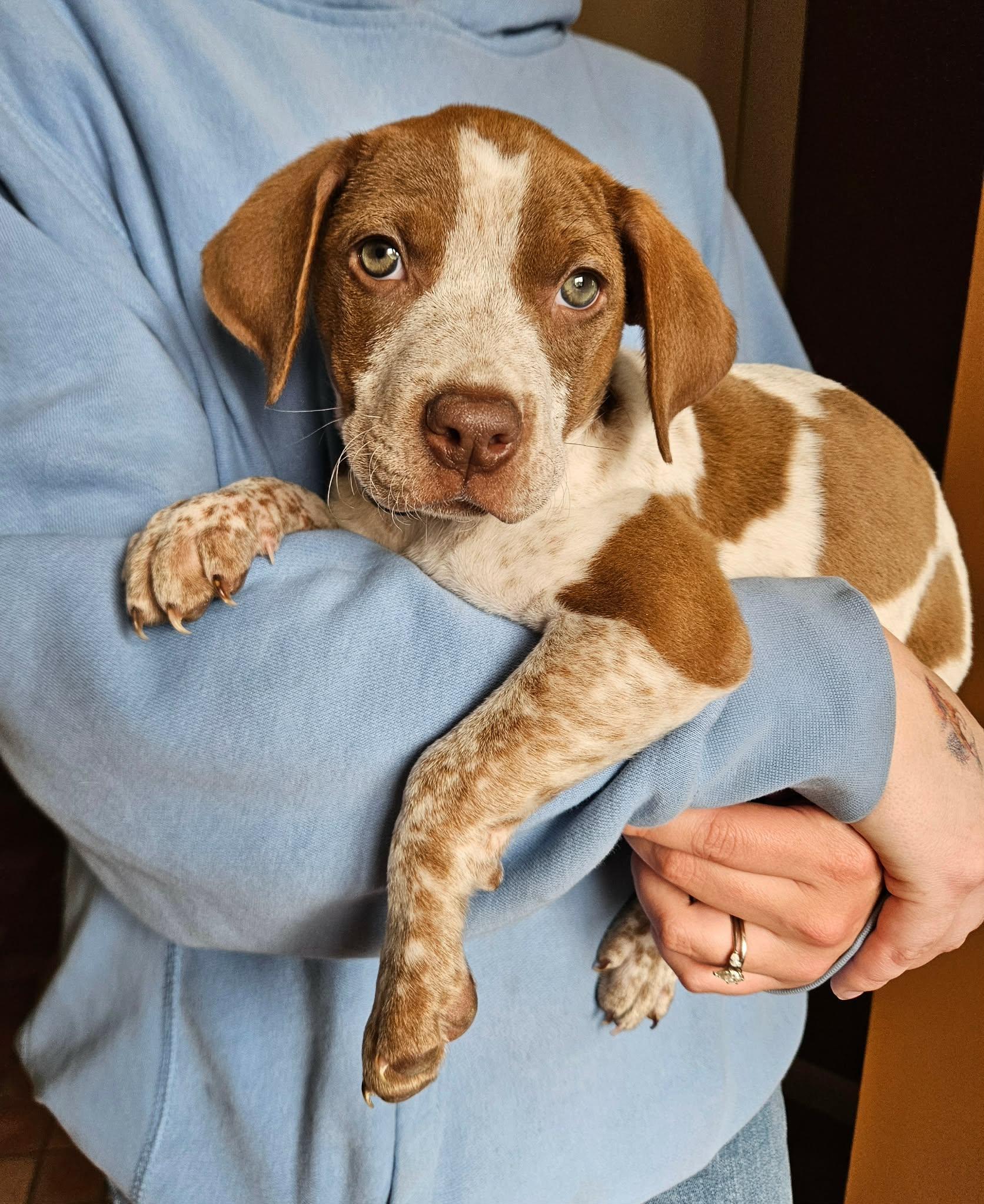 Enlarge Etta, a ADOPTABLE mixed breed in China Township, MI image 2/6