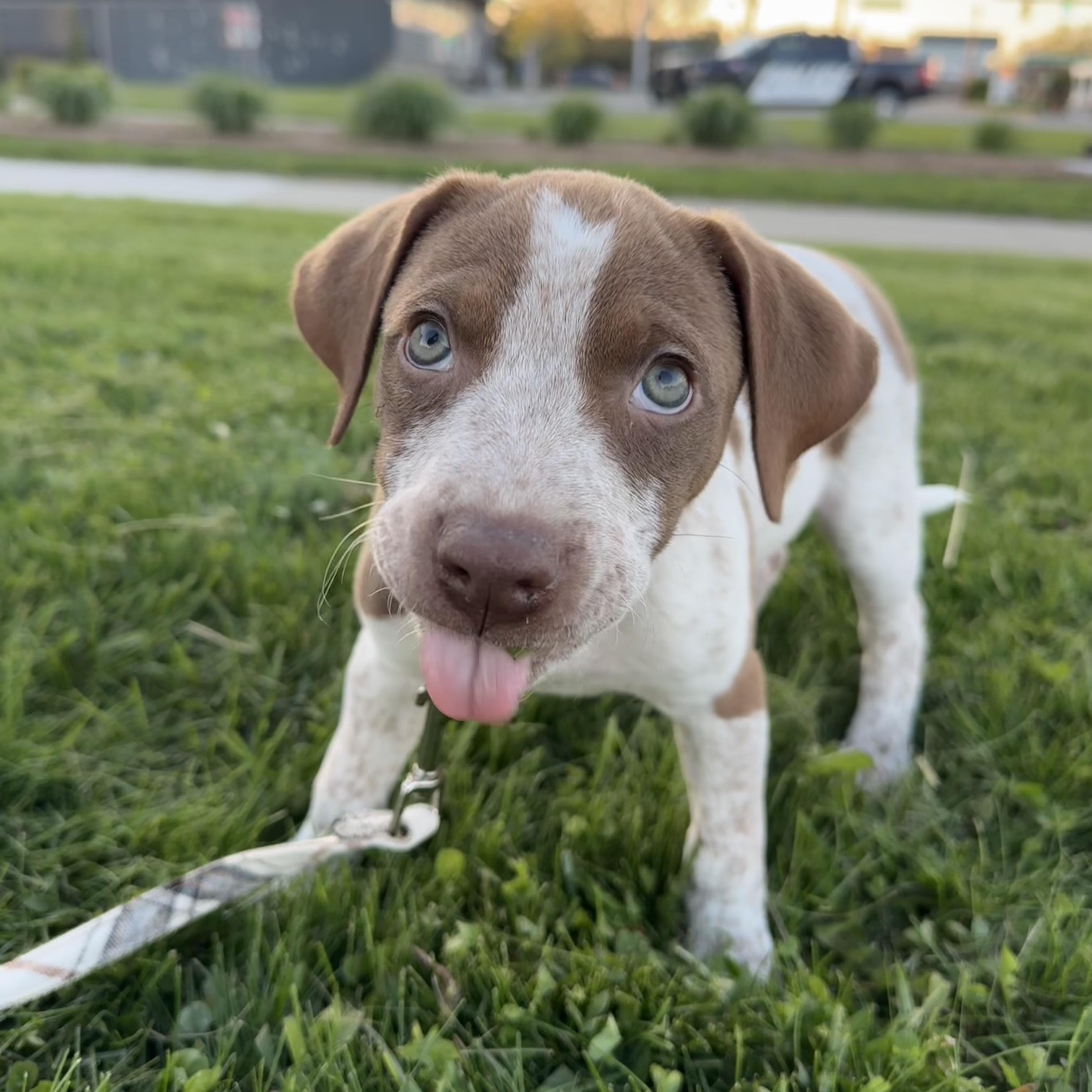 Enlarge Etta, a ADOPTABLE mixed breed in China Township, MI image 5/6