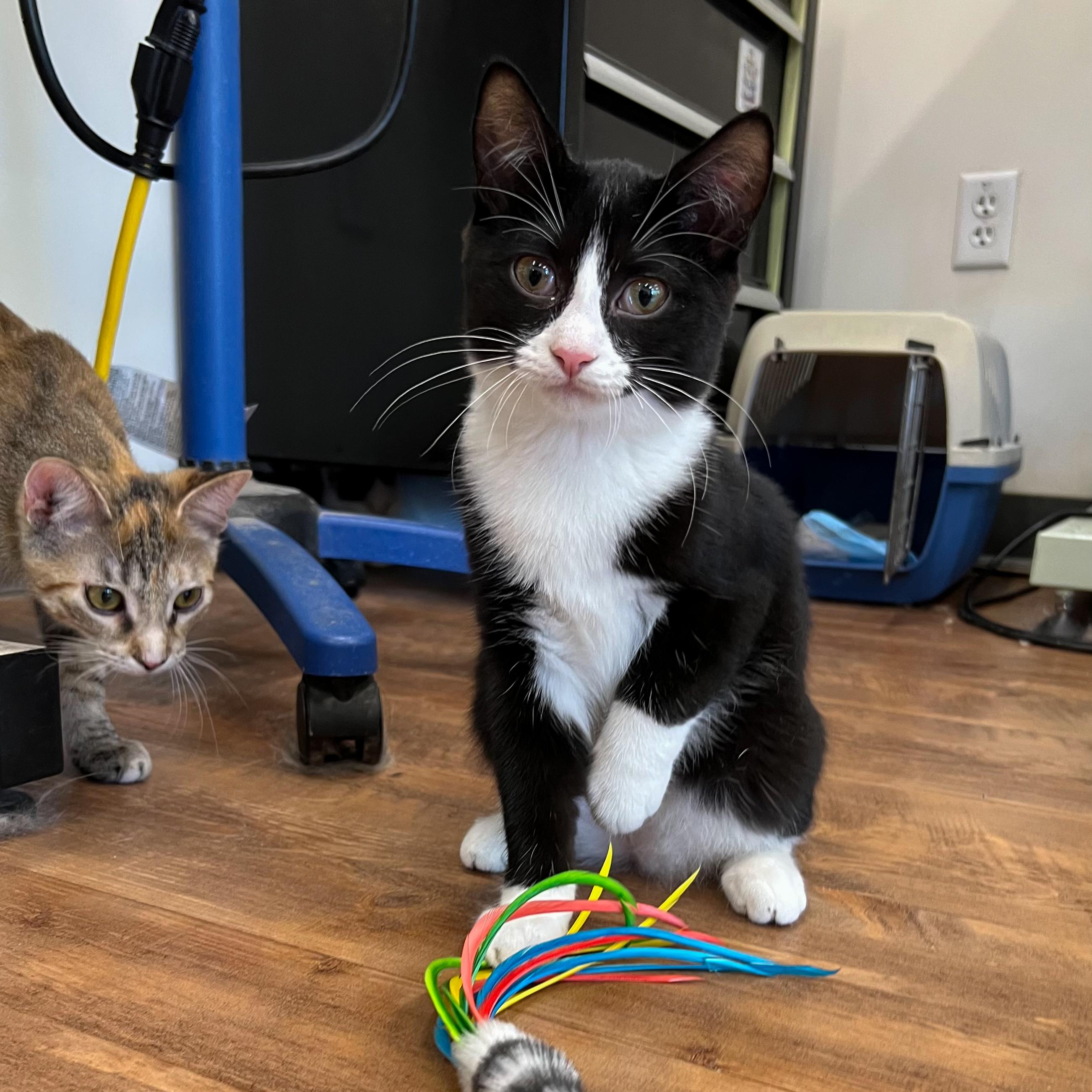 Enlarge Trout, a Adoptable Domestic Short Hair in Sun Prairie , WI image 2/4