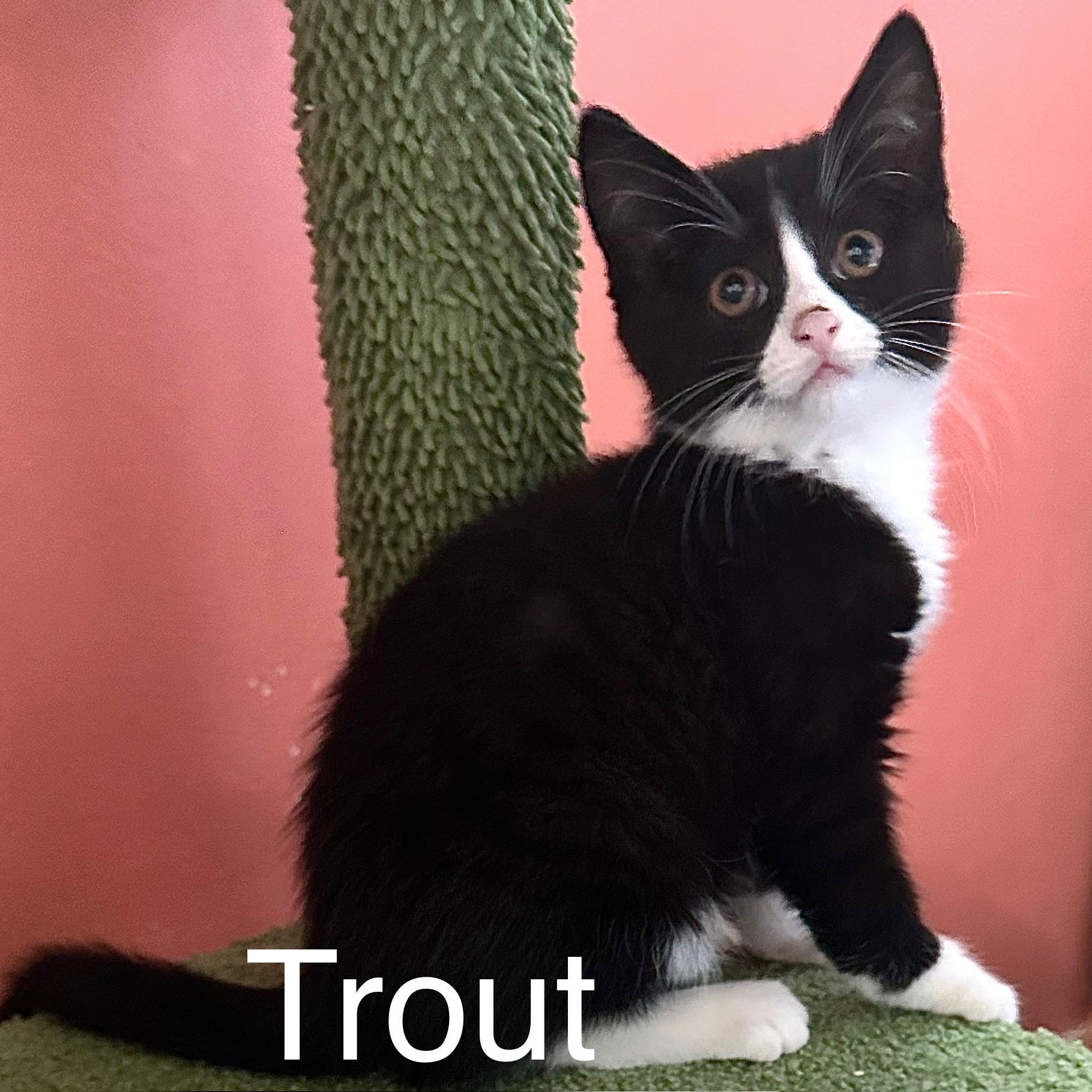 Trout, Baby Female Domestic Short Hair
