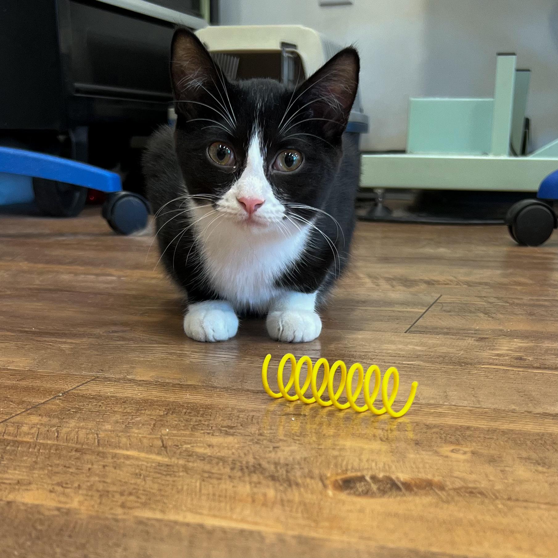 Enlarge Trout, a Adoptable Domestic Short Hair in Sun Prairie , WI image 3/4