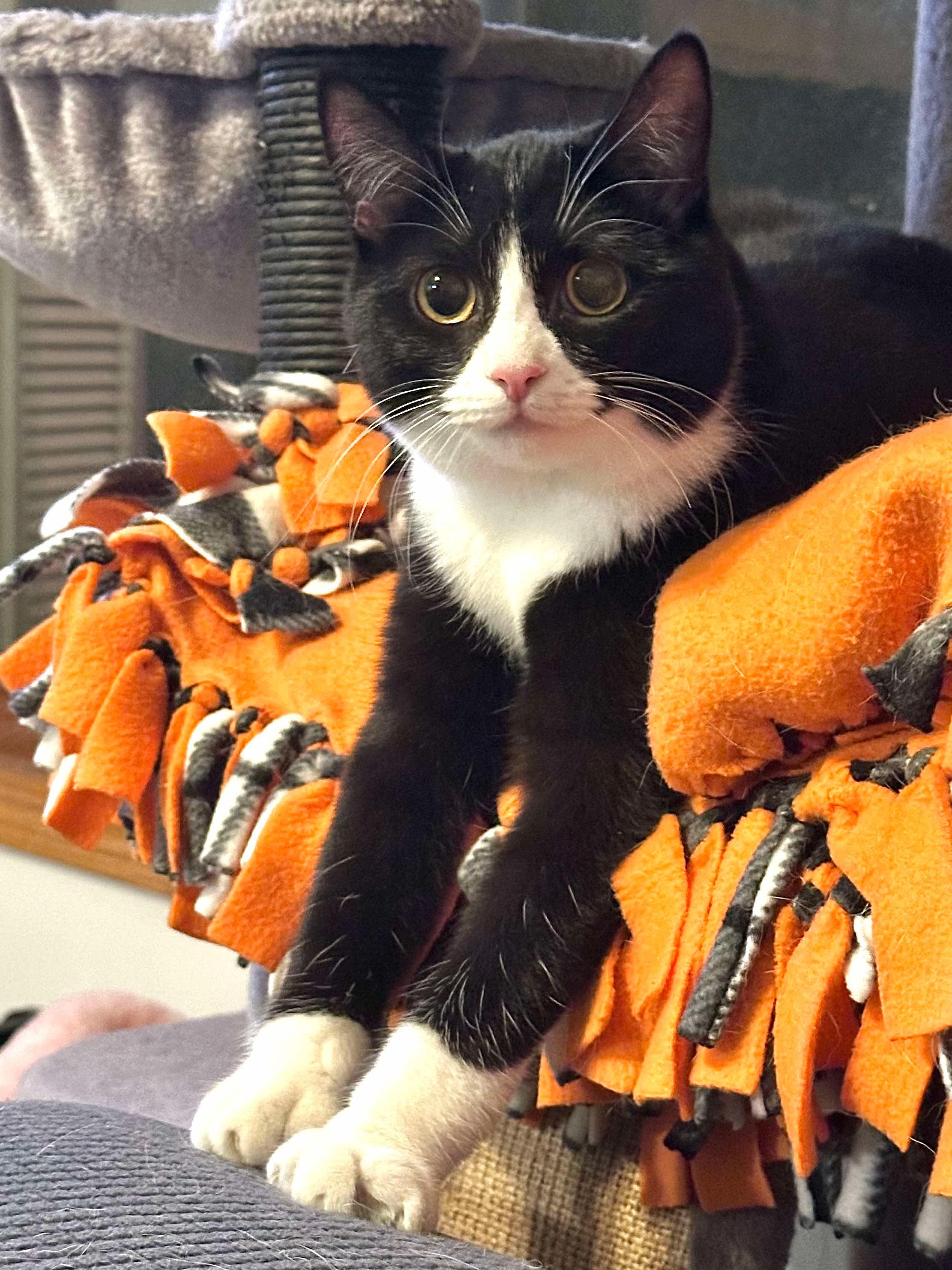 Trout, Adoptable, Kitten Female Domestic Short Hair.