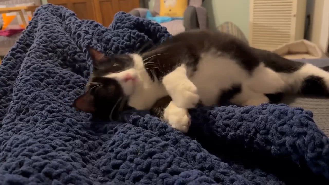 Enlarge Trout, a Adoptable Domestic Short Hair in Sun Prairie , WI video 4/4