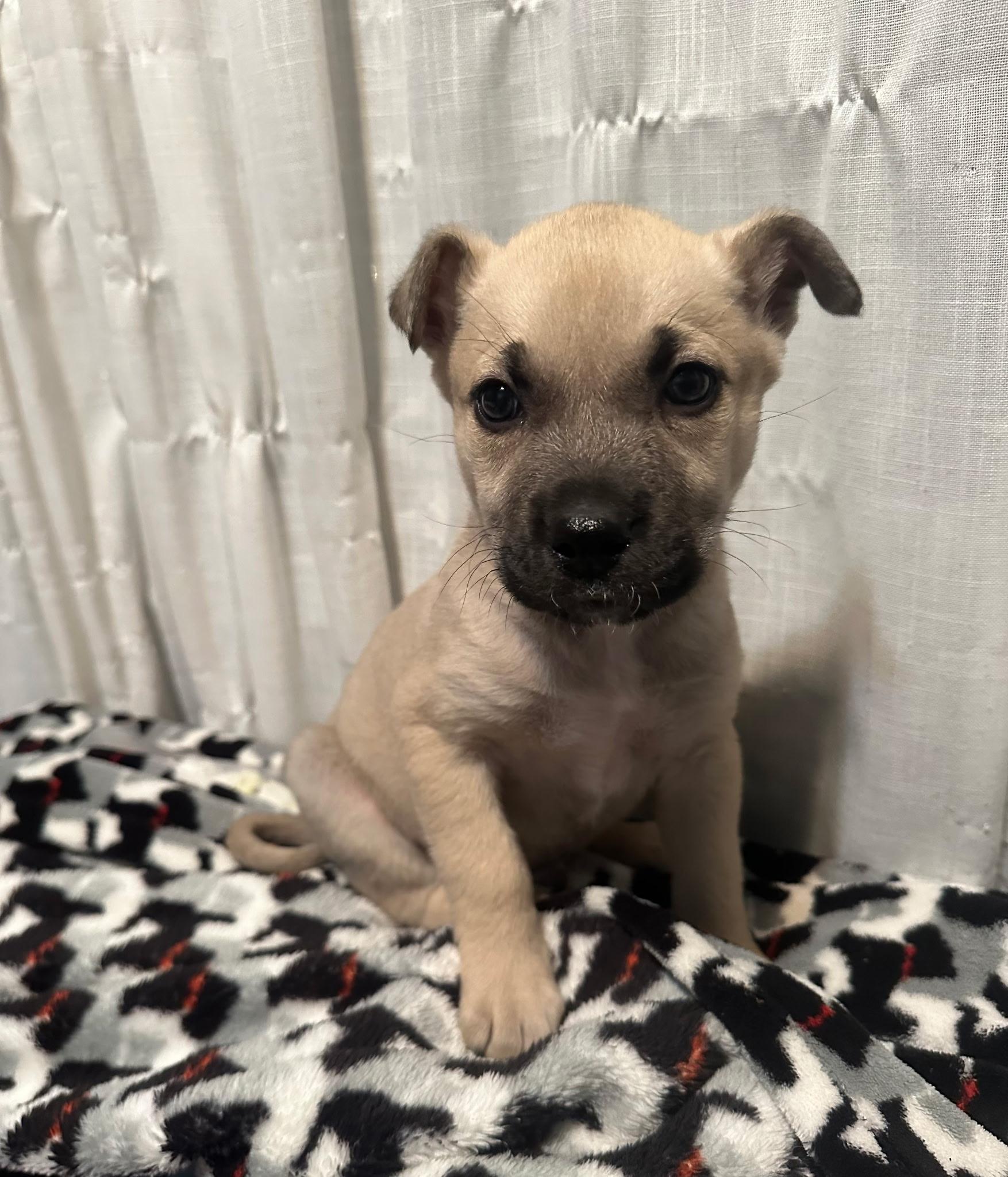 Oliver Warbucks, a Adoptable mixed breed in Spring hill, TN image 1/2