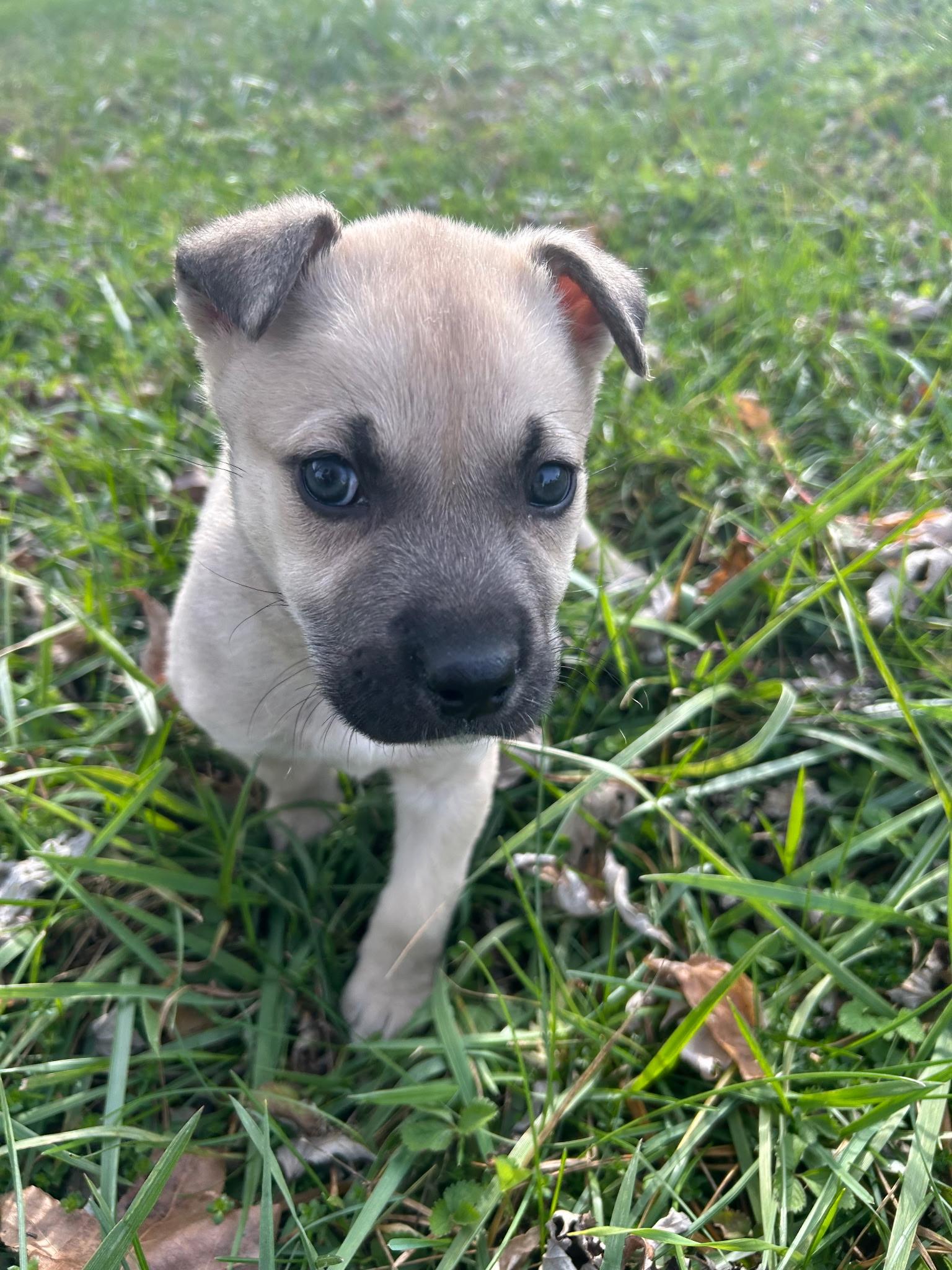 Oliver Warbucks, a Adoptable mixed breed in Spring hill, TN image 2/2