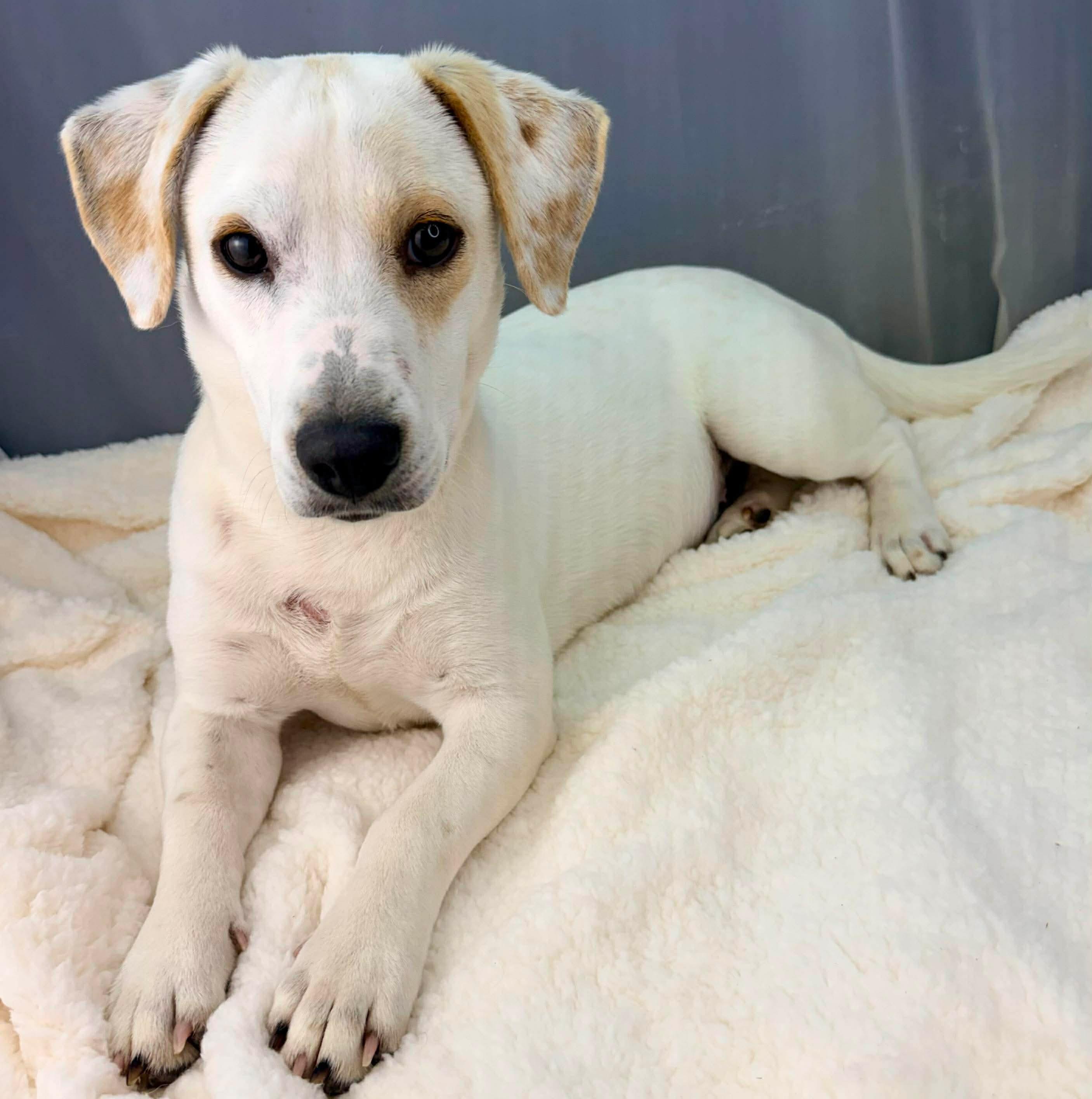 Enlarge Sailor, a Adoptable mixed breed in Jackson, MI image 2/6