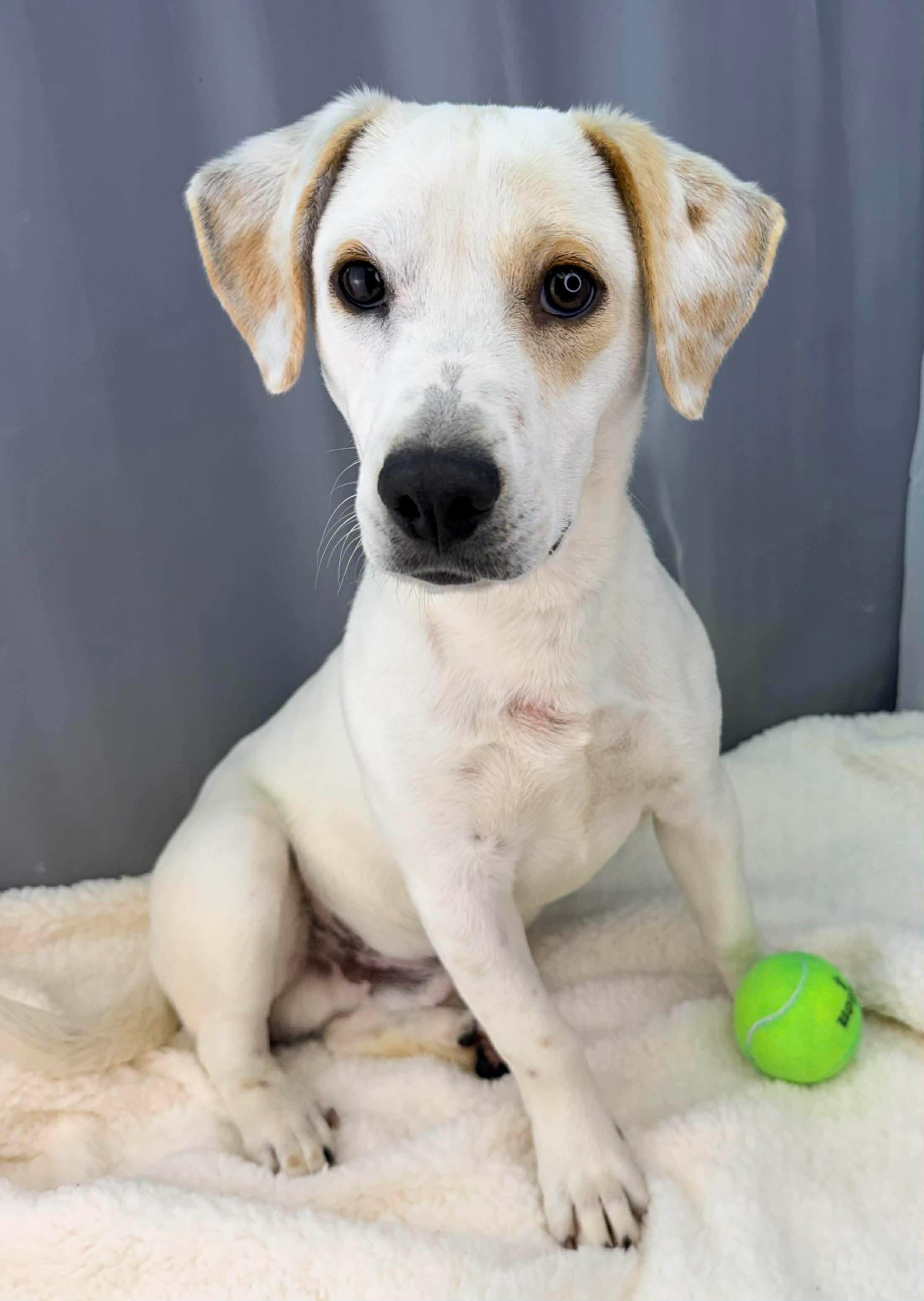 Enlarge Sailor, a Adoptable mixed breed in Jackson, MI image 3/6