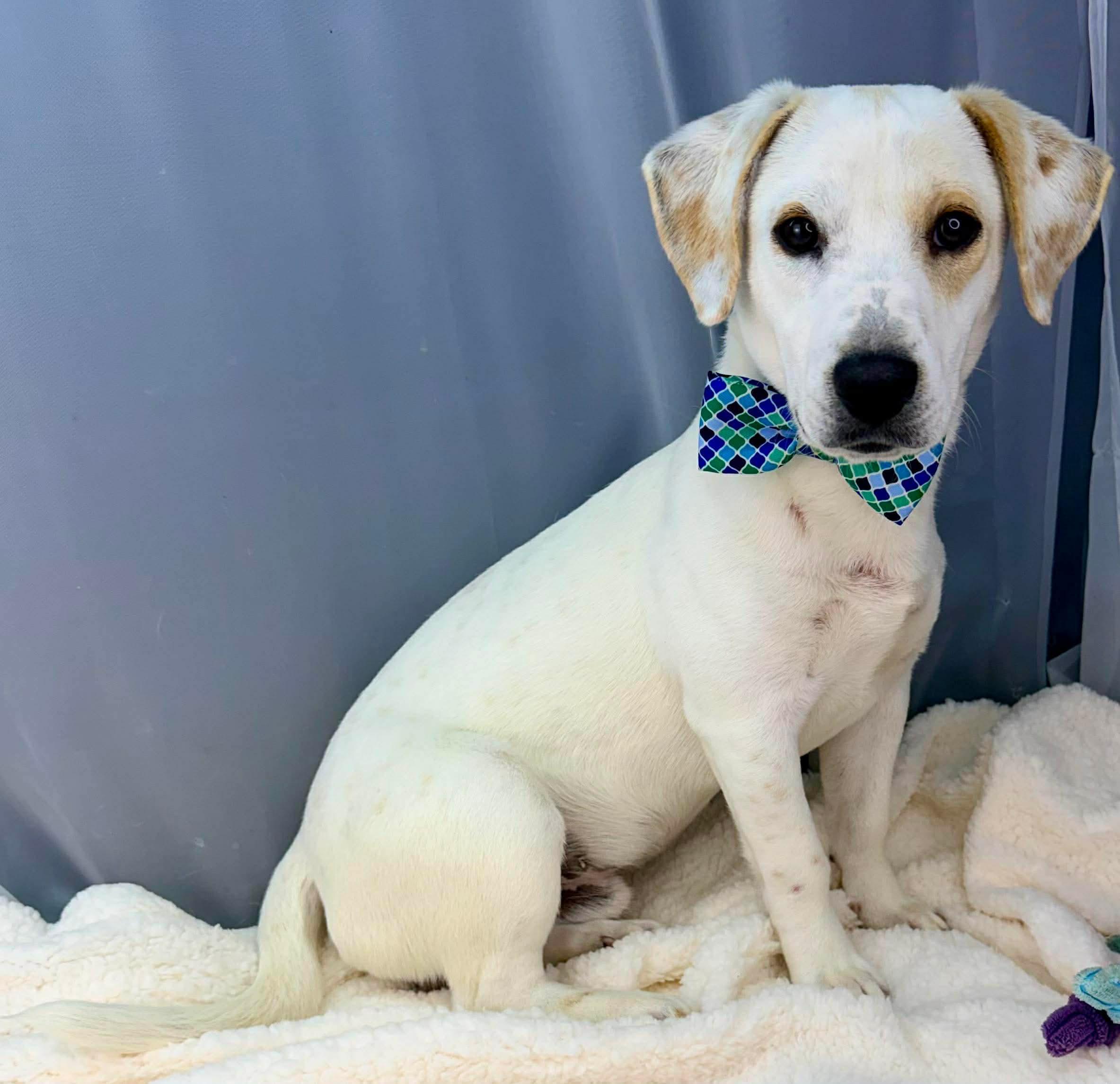 Sailor, Adoptable, Young Male Dachshund & Labrador Retriever.