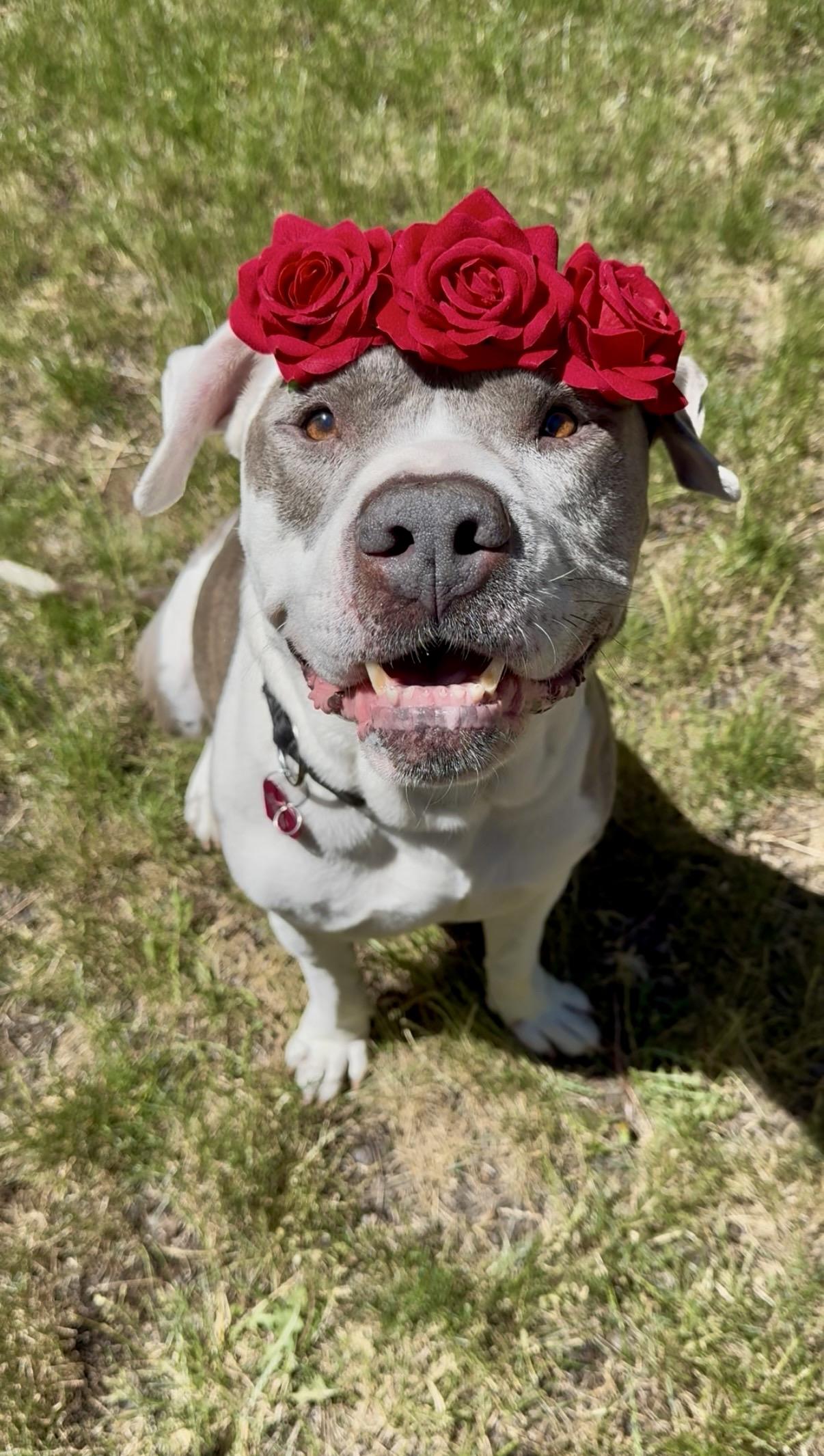 Enlarge Jasper, a ADOPTABLE mixed breed in Powell Butte, OR image 6/6