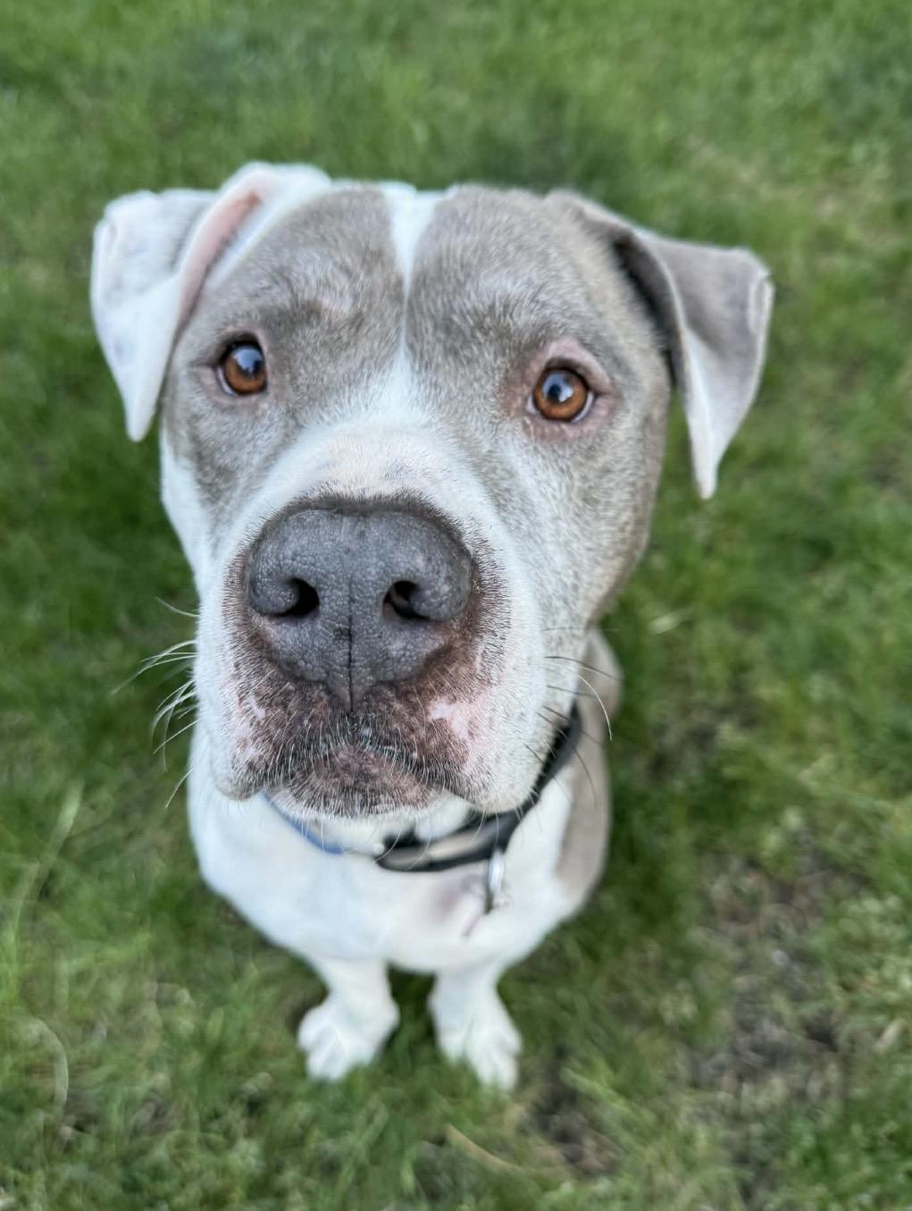 Jasper, a ADOPTABLE mixed breed in Powell Butte, OR image 1/5