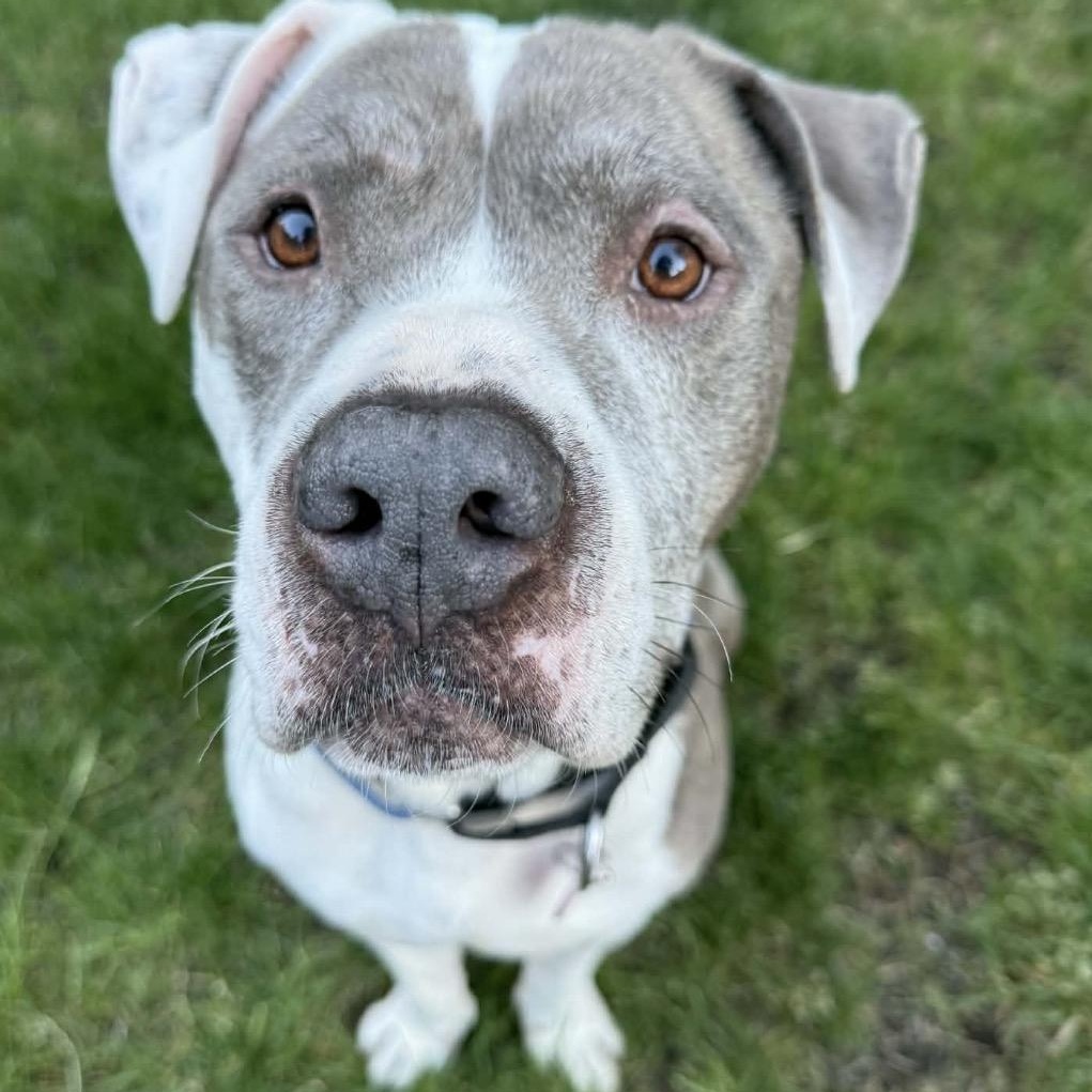 Enlarge Jasper, a ADOPTABLE mixed breed in Powell Butte, OR image 2/6