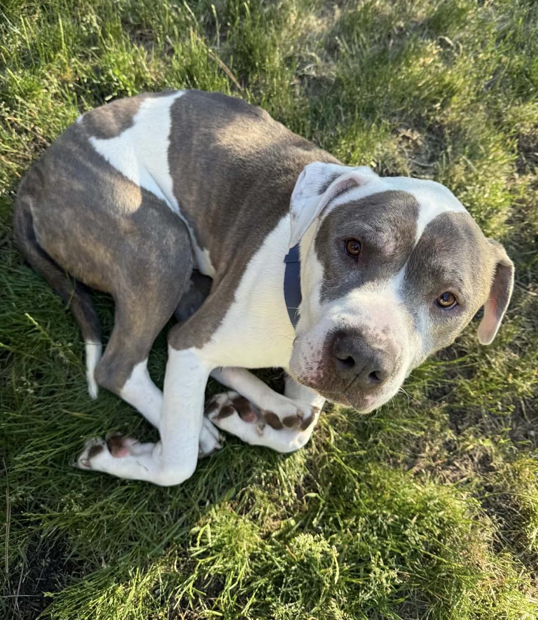 Jasper, a ADOPTABLE mixed breed in Powell Butte, OR image 4/5