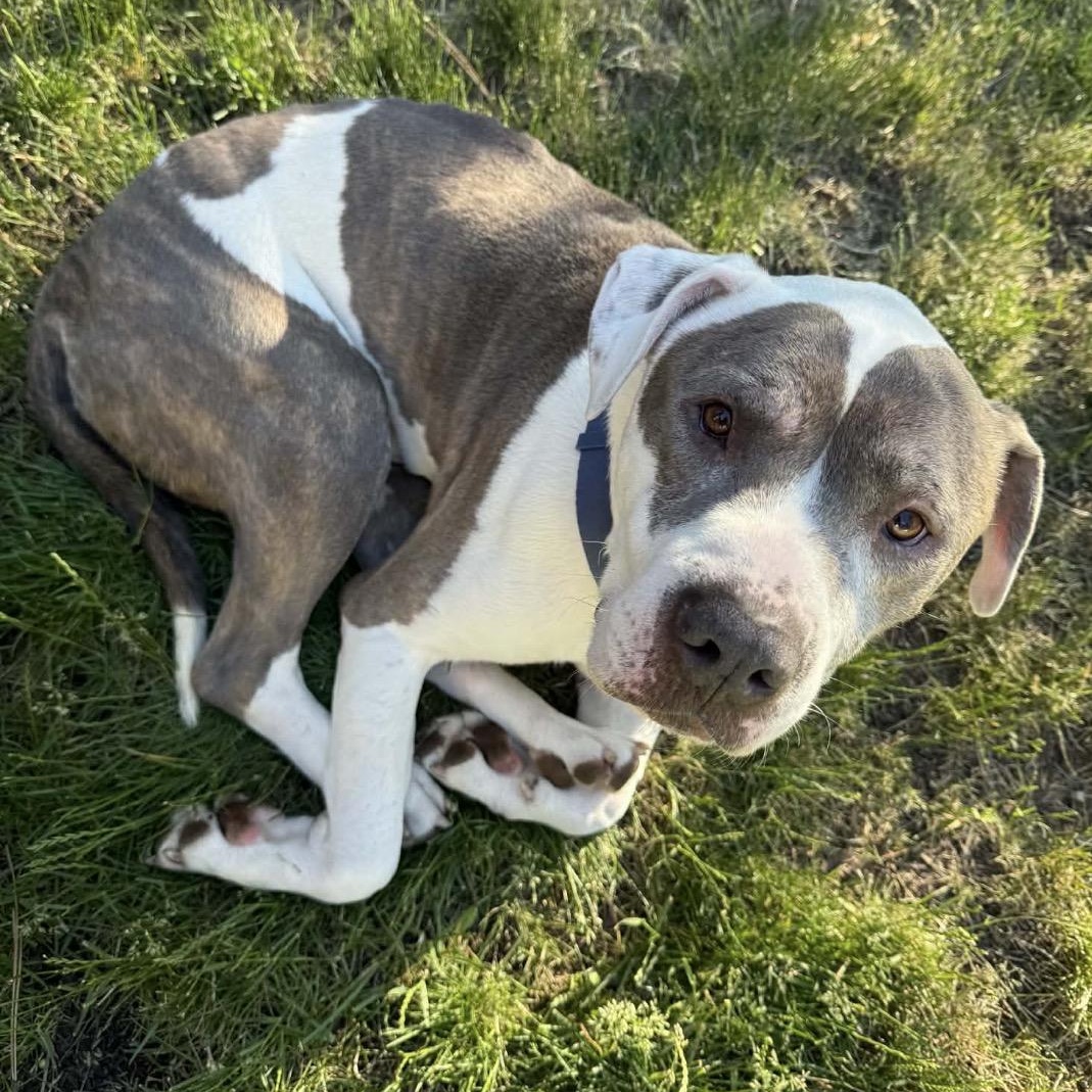 Enlarge Jasper, a ADOPTABLE mixed breed in Powell Butte, OR image 5/6