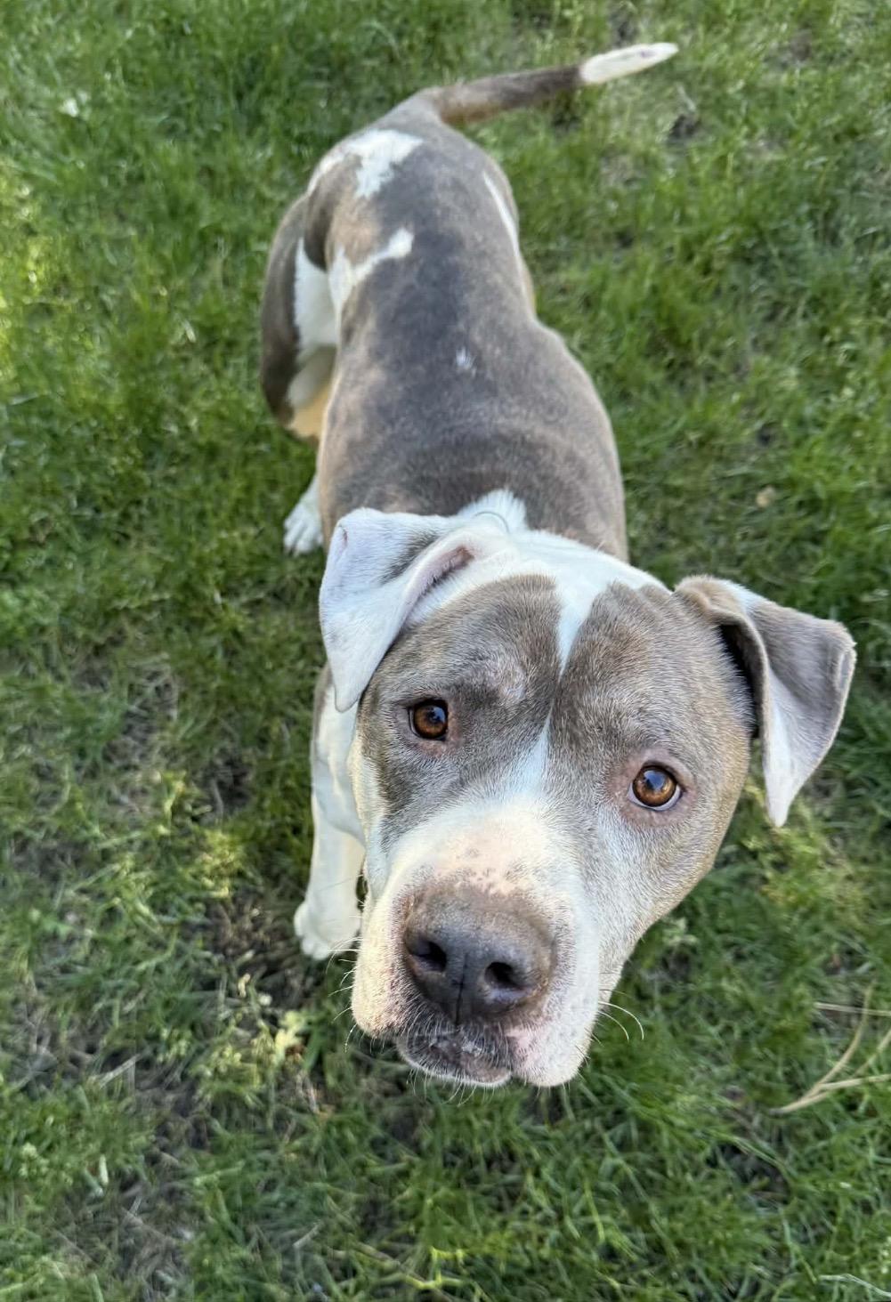 Jasper, a ADOPTABLE mixed breed in Powell Butte, OR image 3/5