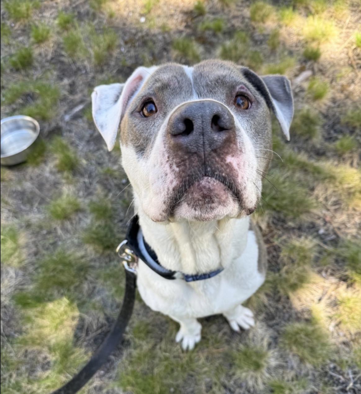 Jasper, a ADOPTABLE mixed breed in Powell Butte, OR image 2/5