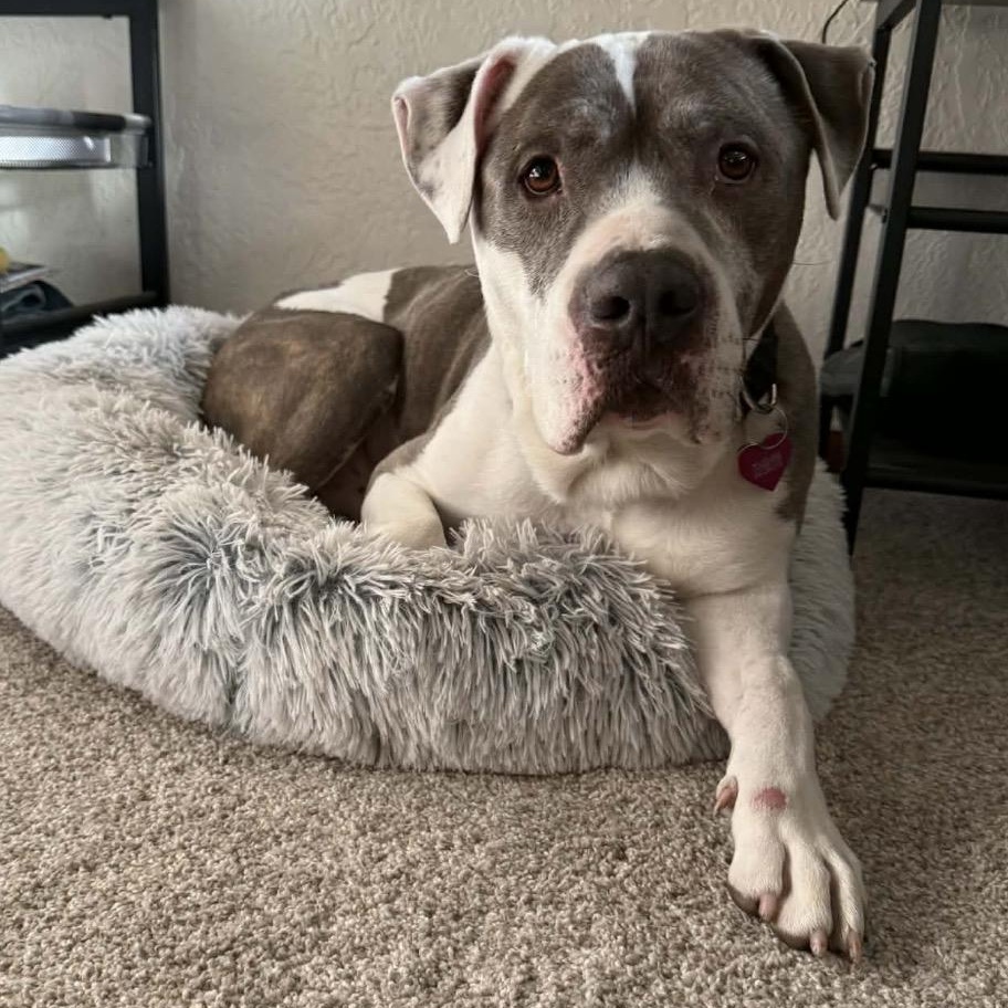 Enlarge Jasper, a ADOPTABLE mixed breed in Powell Butte, OR image 3/6