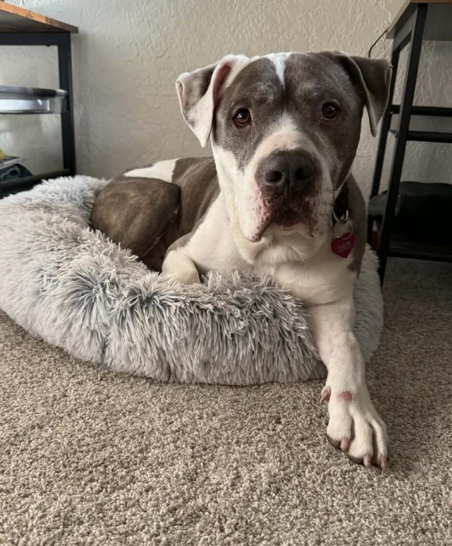 Jasper, a ADOPTABLE mixed breed in Powell Butte, OR image 5/5