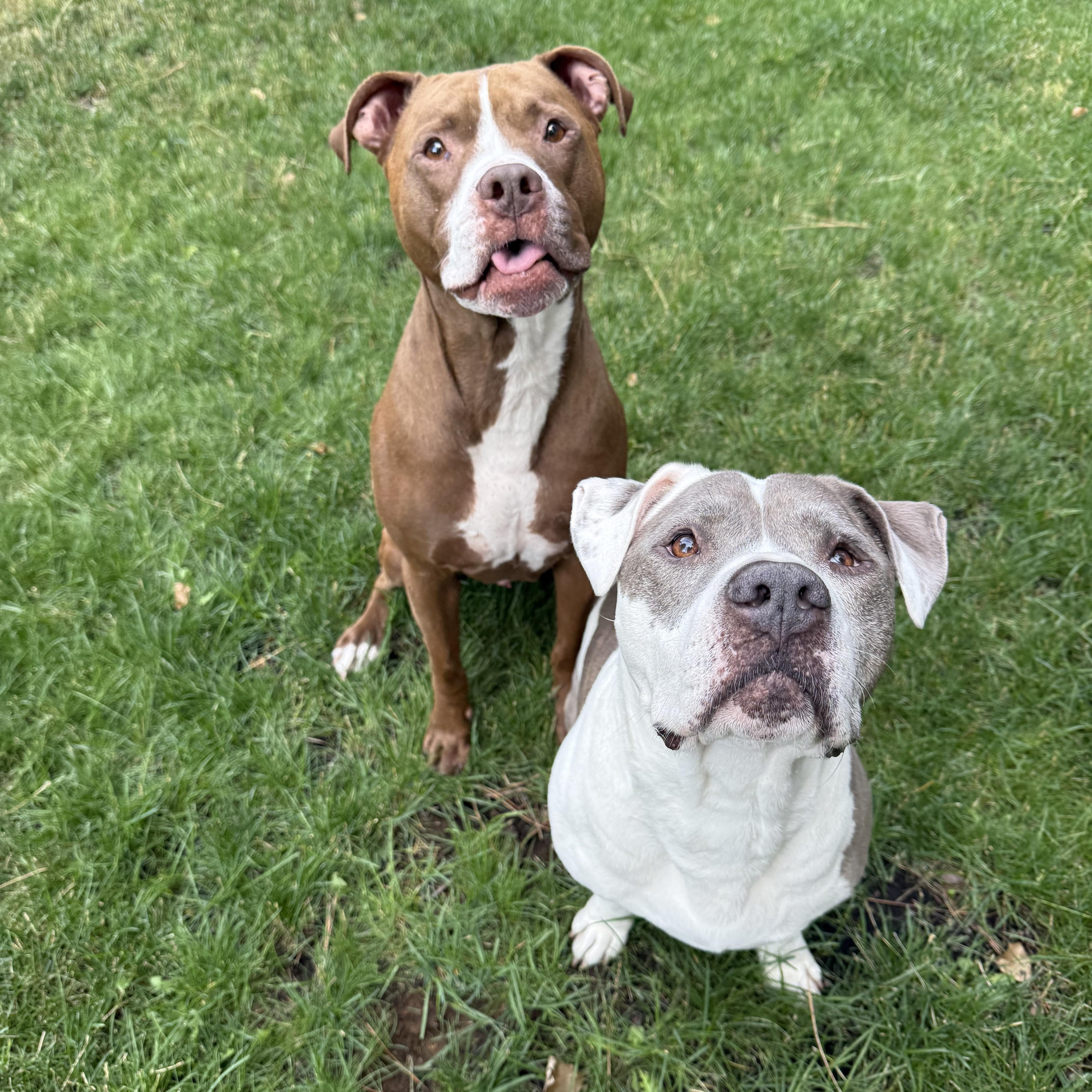 Enlarge Jasper, a ADOPTABLE mixed breed in Powell Butte, OR image 4/6