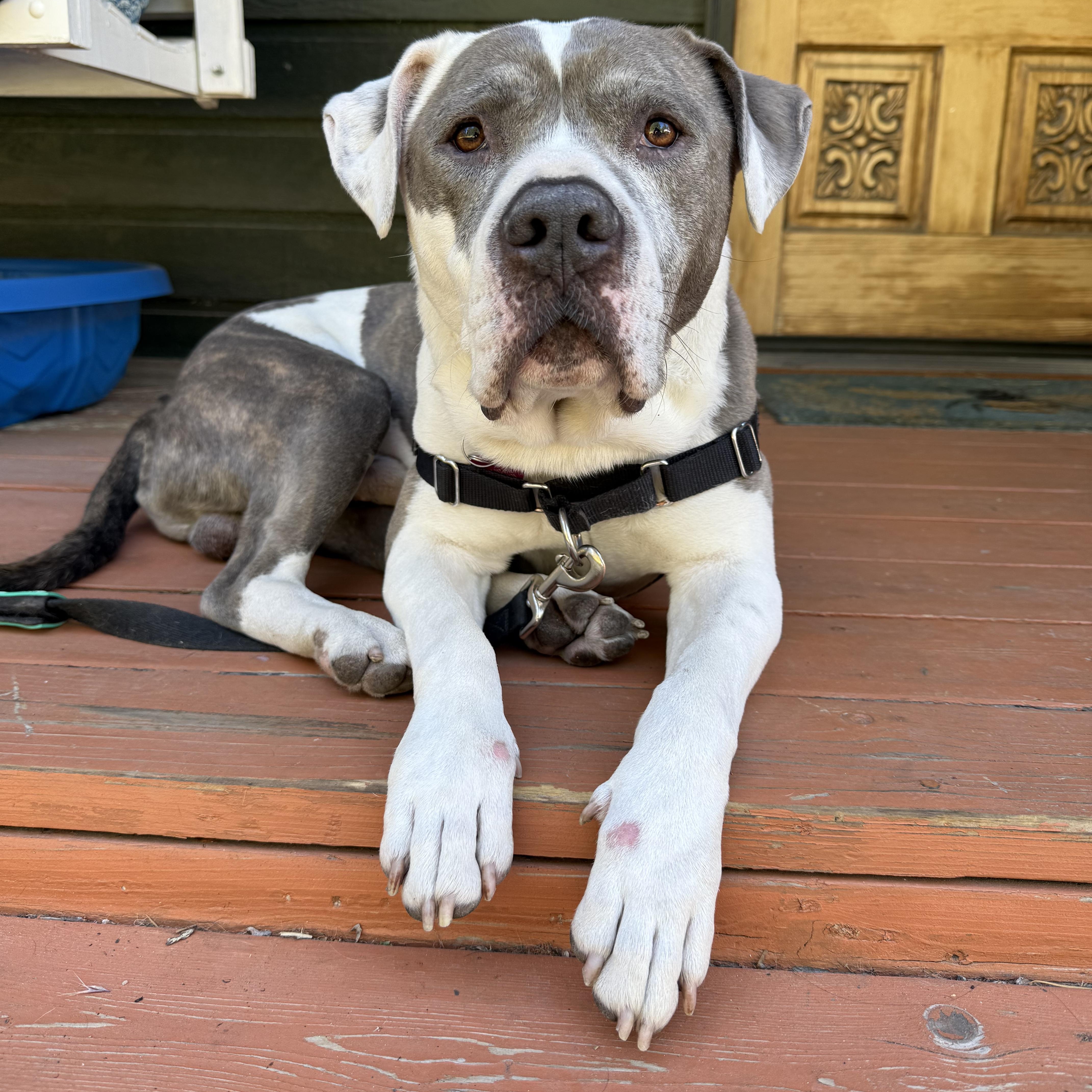 Jasper, ADOPTABLE, Senior Male American Bulldog & Pit Bull Terrier.