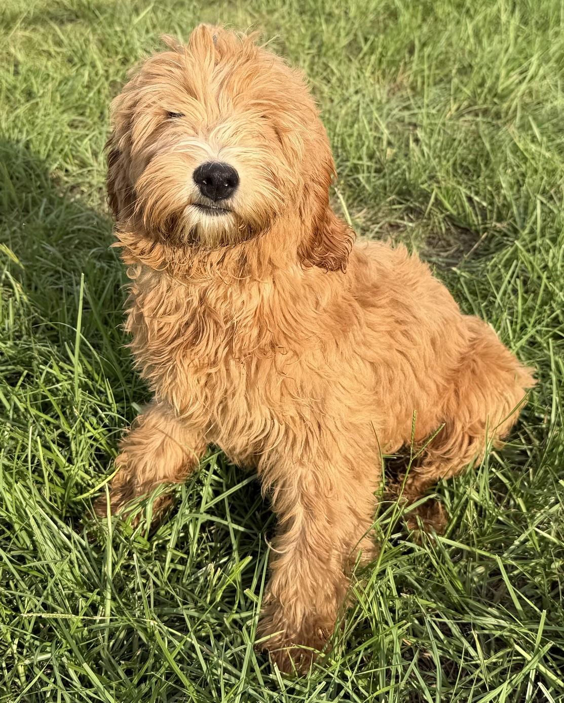 Dot, Adoptable, Young Female Labradoodle.