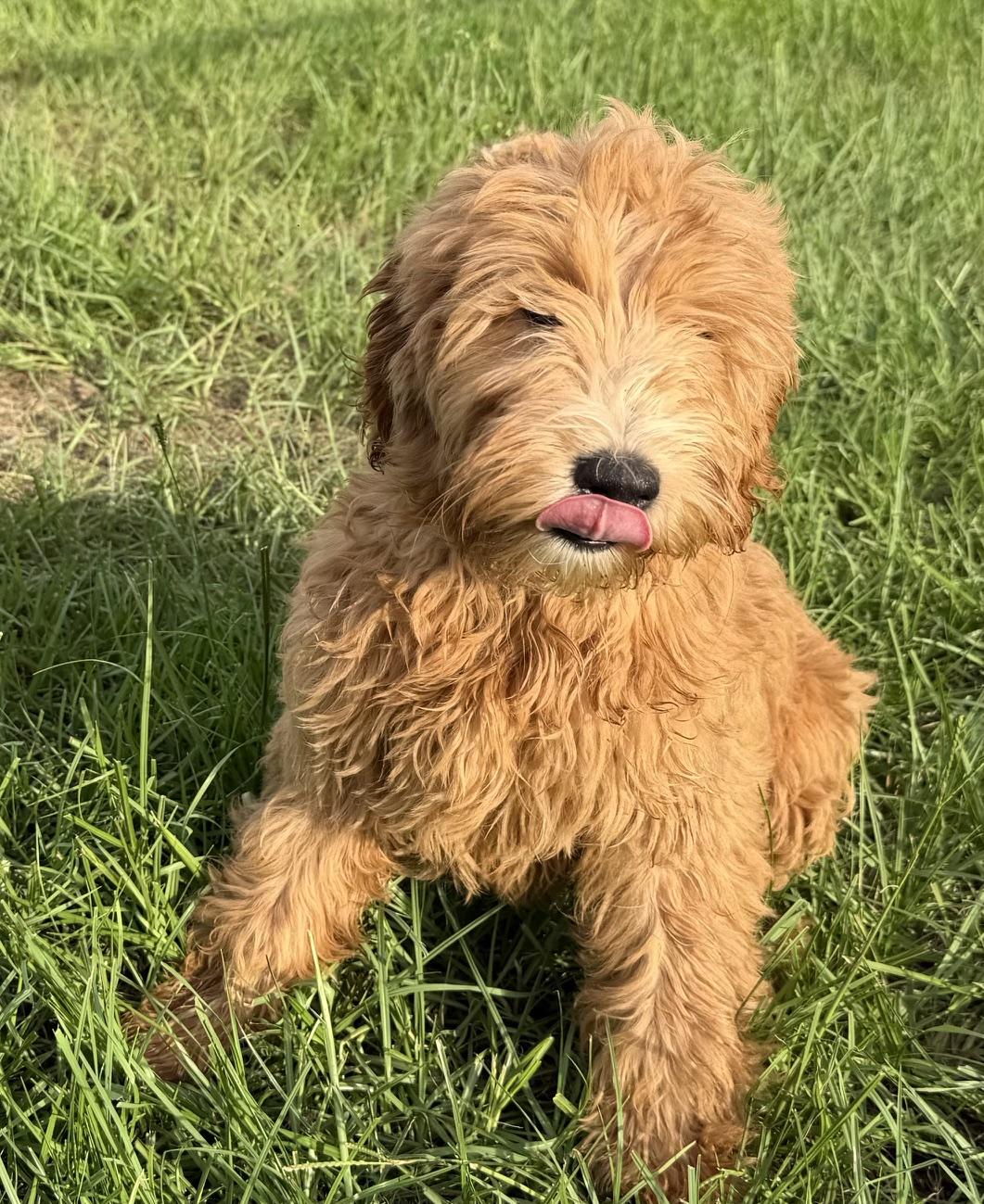Dot, a Adoptable Labradoodle in Orlando, FL image 3/3