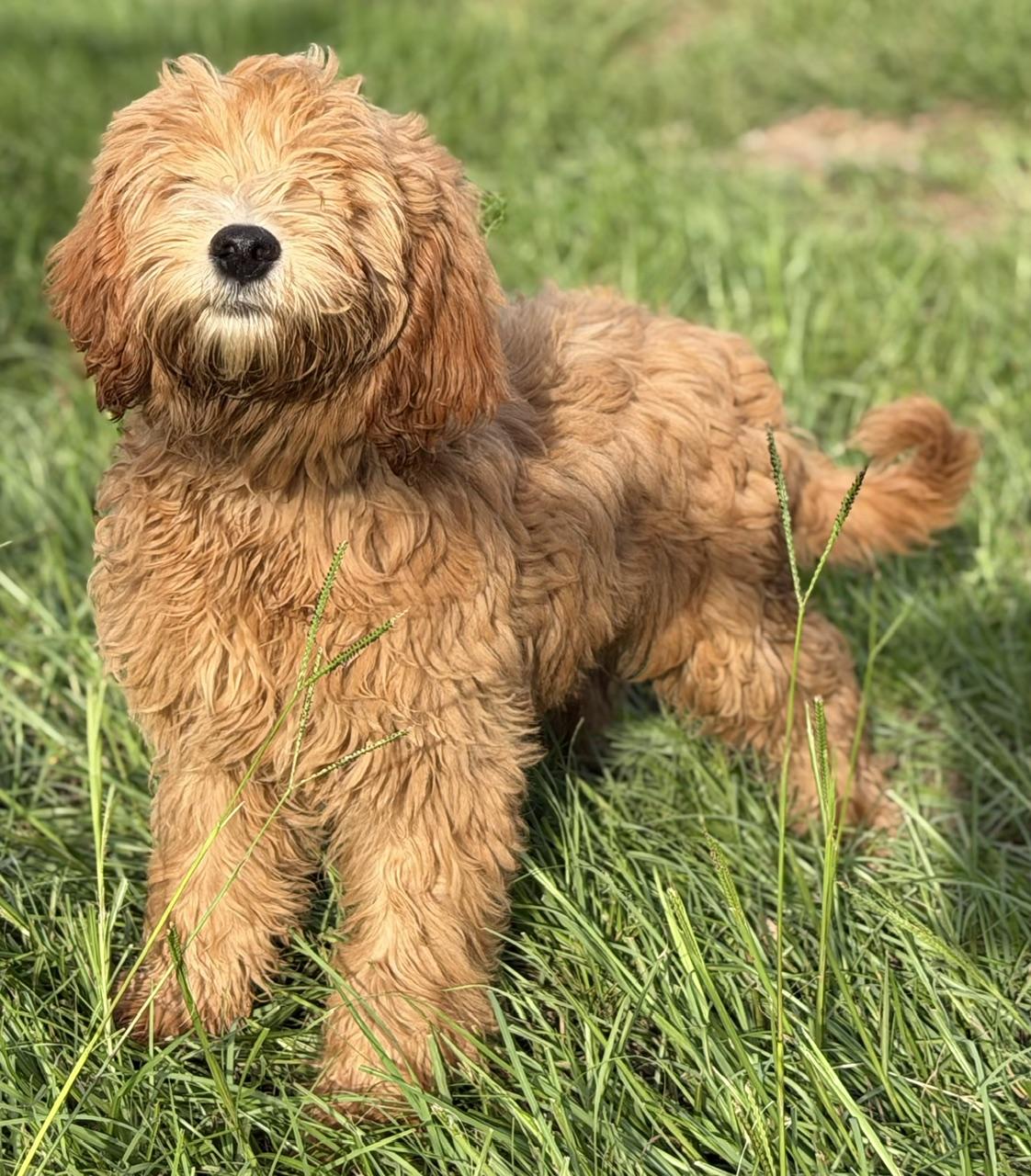 Dot, a Adoptable Labradoodle in Orlando, FL image 2/3