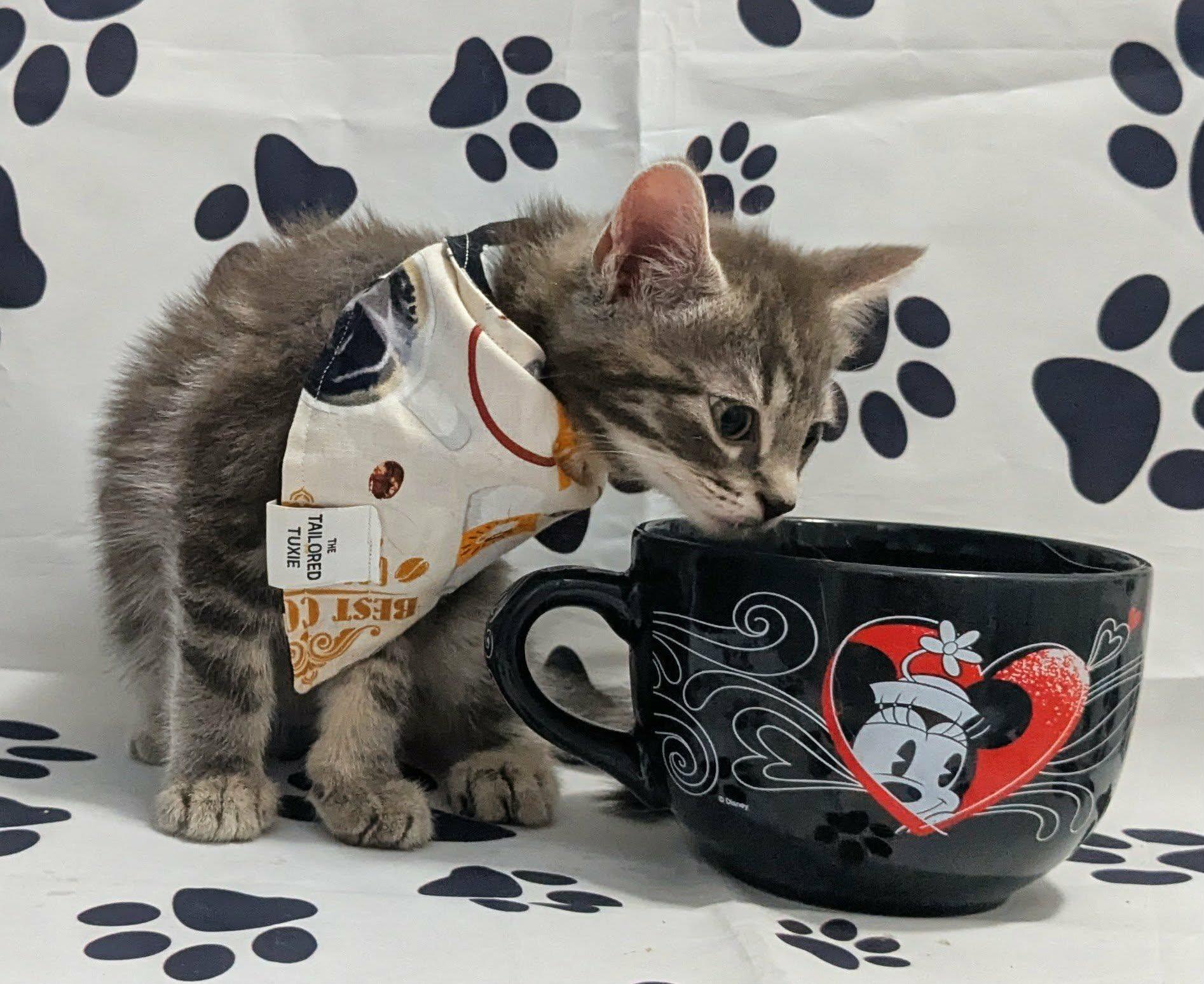 Enlarge Ripple, an adopted Domestic Short Hair in Chesapeake Beach, MD image 3/4