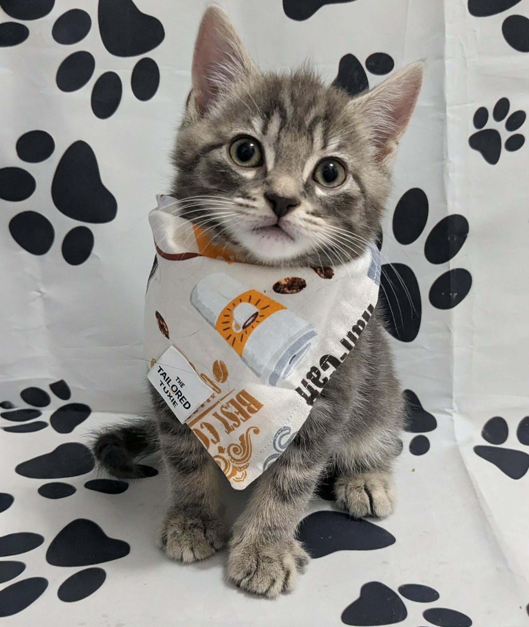 Enlarge Ripple, an adopted Domestic Short Hair in Chesapeake Beach, MD image 1/4
