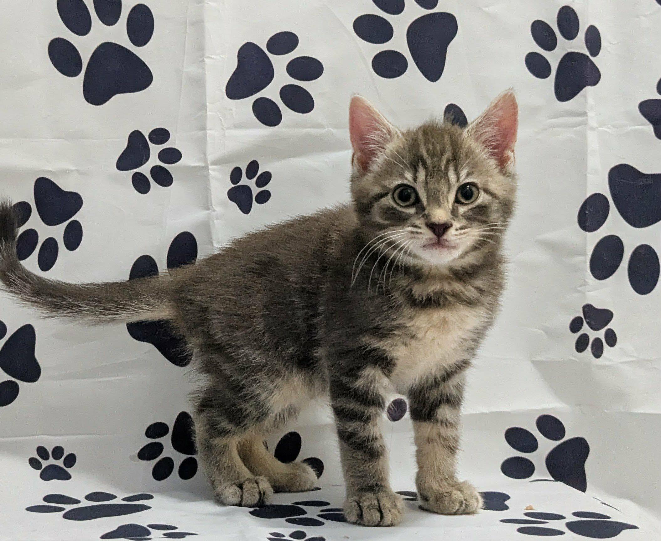 Enlarge Ripple, an adopted Domestic Short Hair in Chesapeake Beach, MD image 4/4