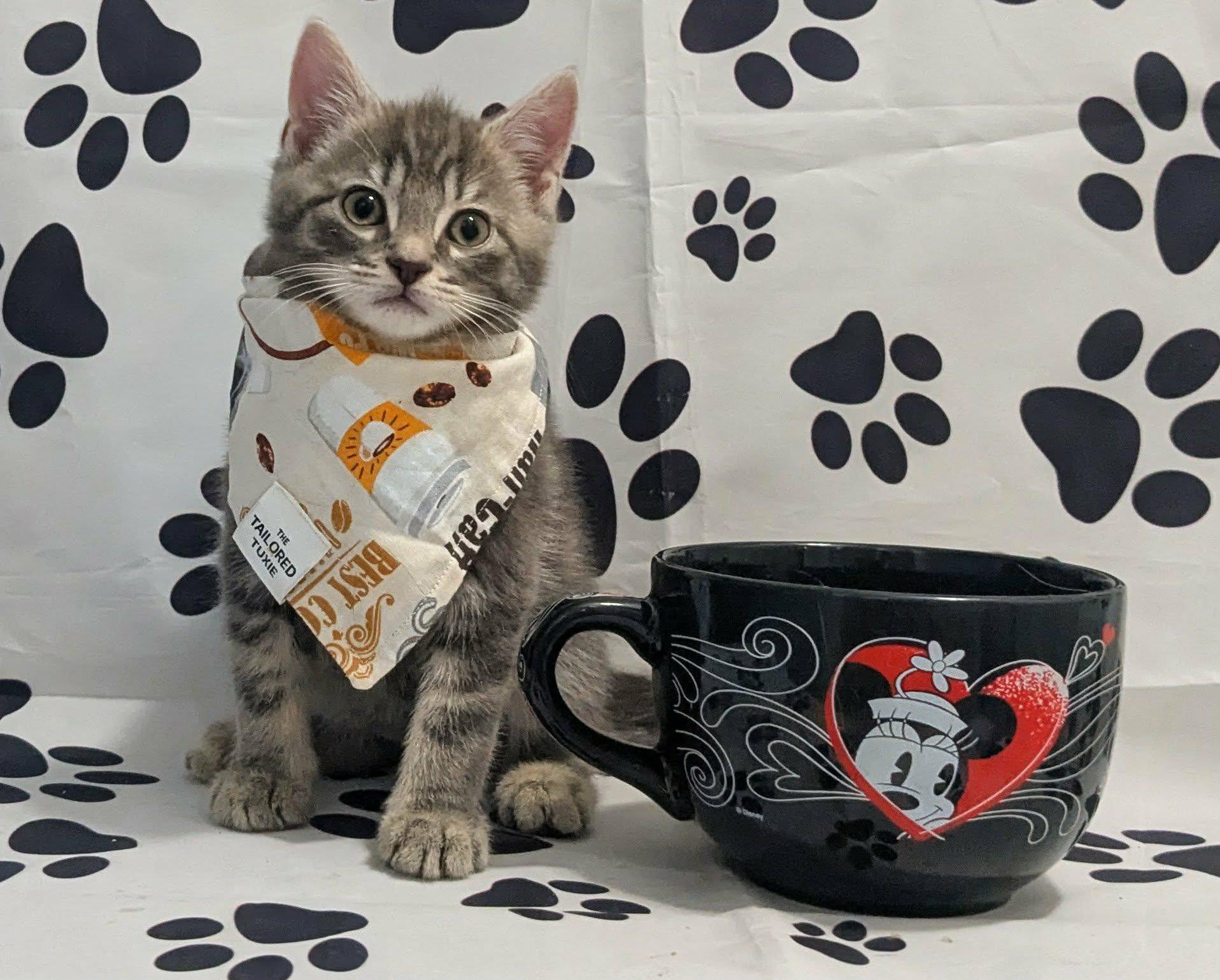 Enlarge Ripple, an adopted Domestic Short Hair in Chesapeake Beach, MD image 2/4