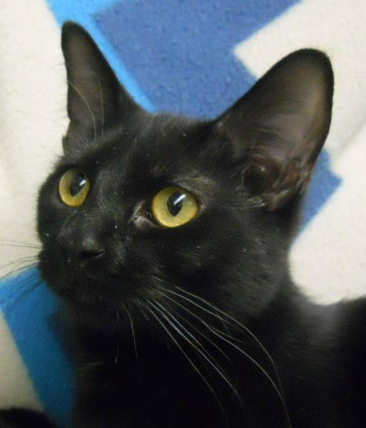 Fantasia, Adoptable, Senior Female Domestic Short Hair.