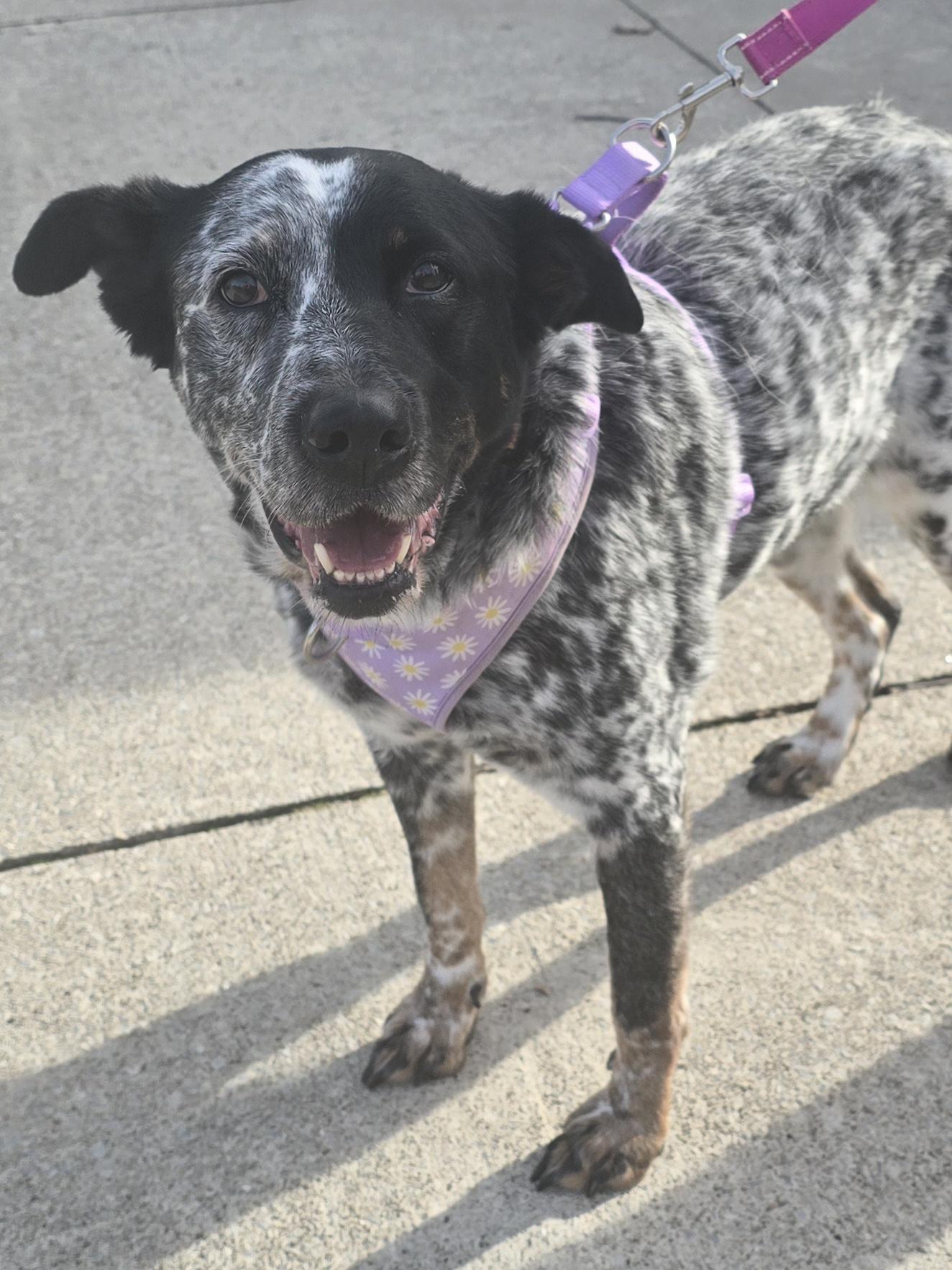 Enlarge Dottie, a ADOPTABLE Mixed Breed in Chatsworth, ON image 2/3